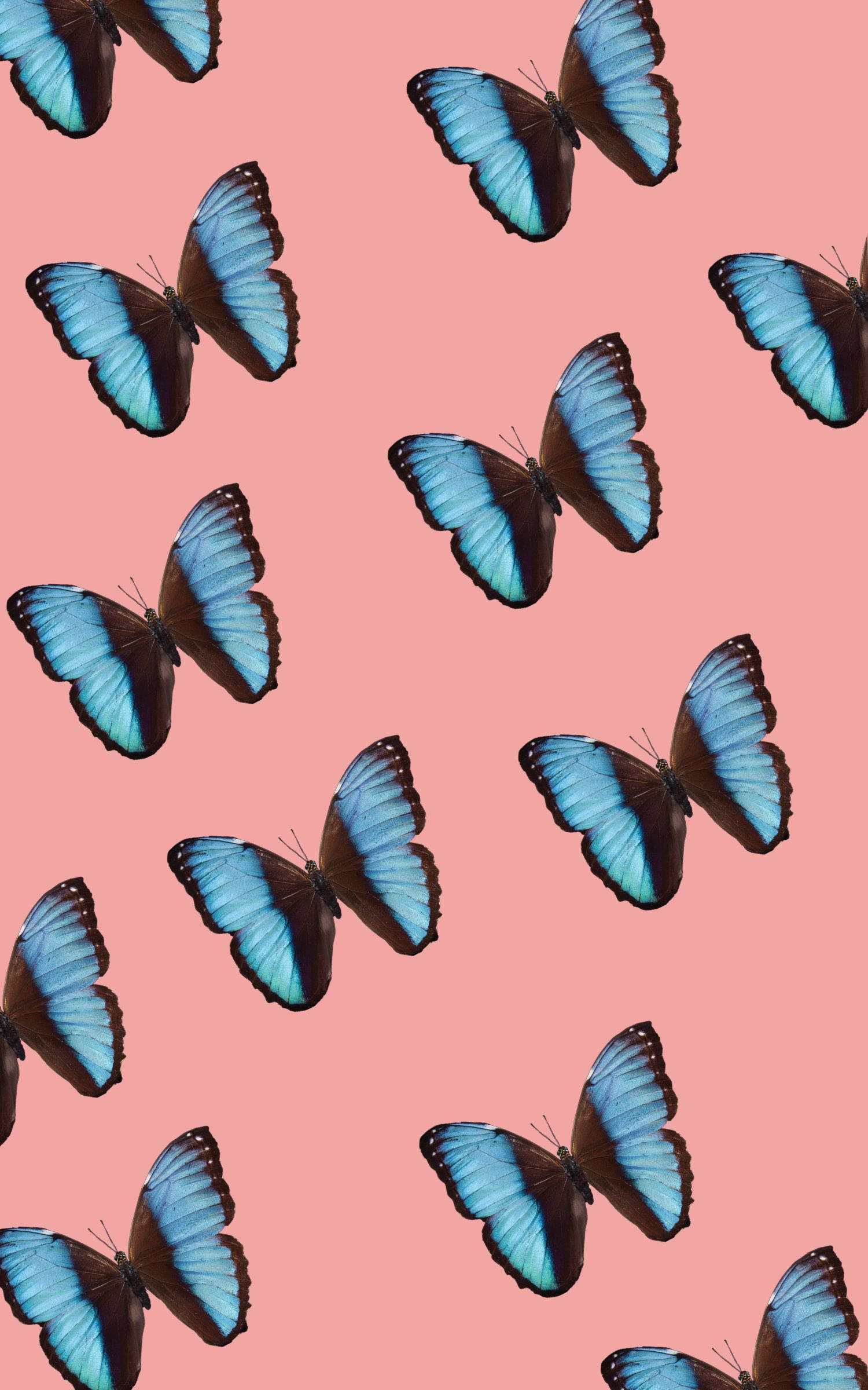 butterfly aesthetic, blue-winged monarchs, vibrant blue butterflies, Full HD Phone Wallpaper