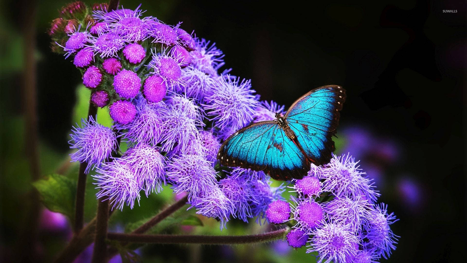 Blue Butterfly Aesthetic, lavender, vibrant blue butterfly, Full HD Desktop Wallpaper