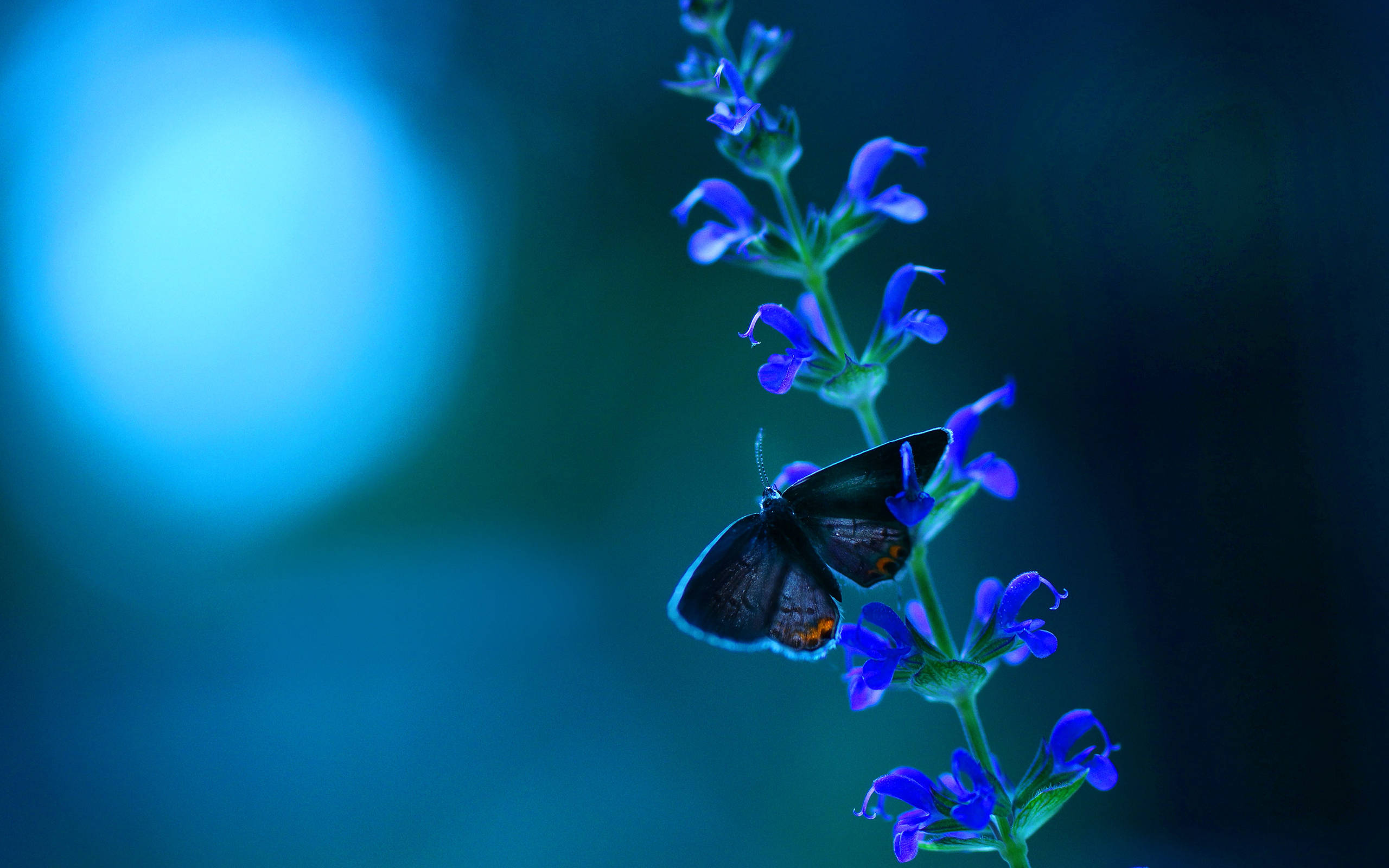 Blue Butterfly Aesthetic, vivid blue flowers, dark butterfly, 2K Desktop Wallpaper