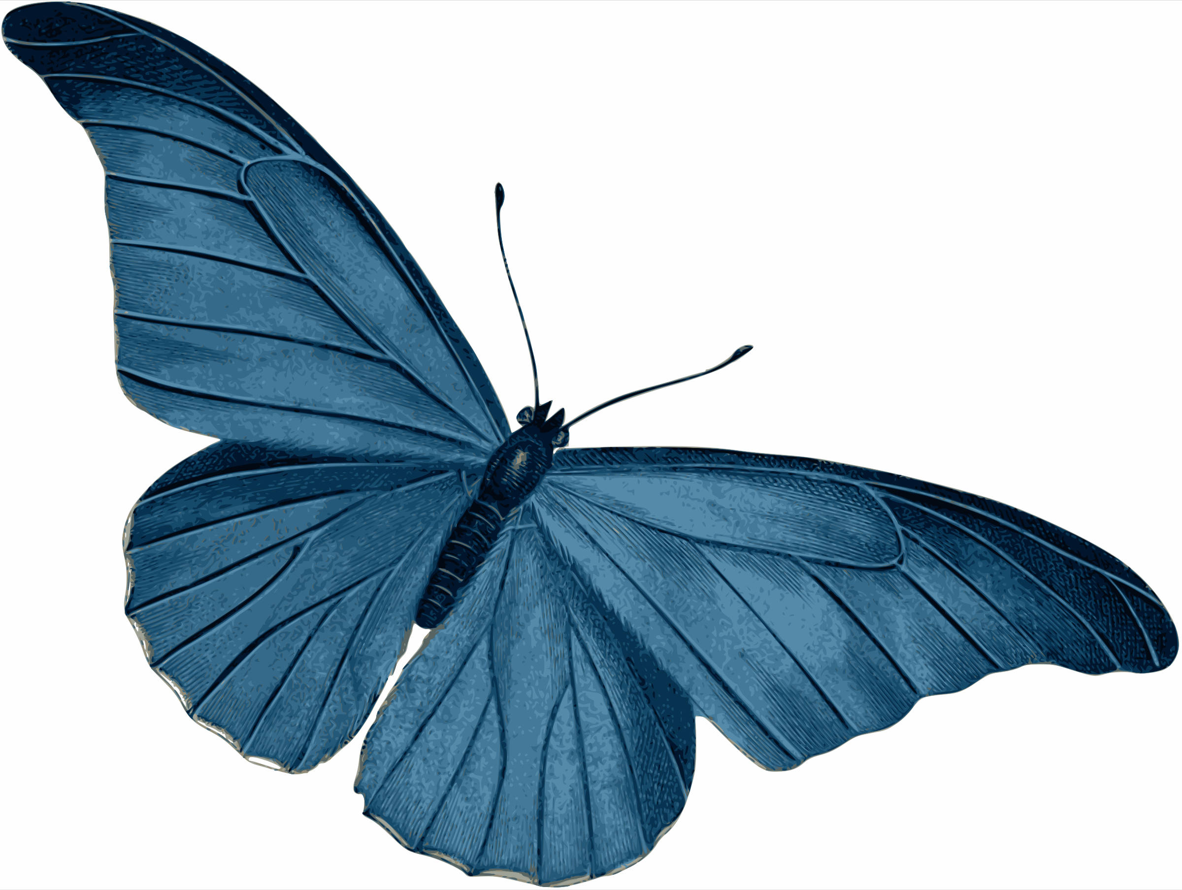 Blue Butterfly, massive forewings, textured wings, Full HD Desktop Wallpaper