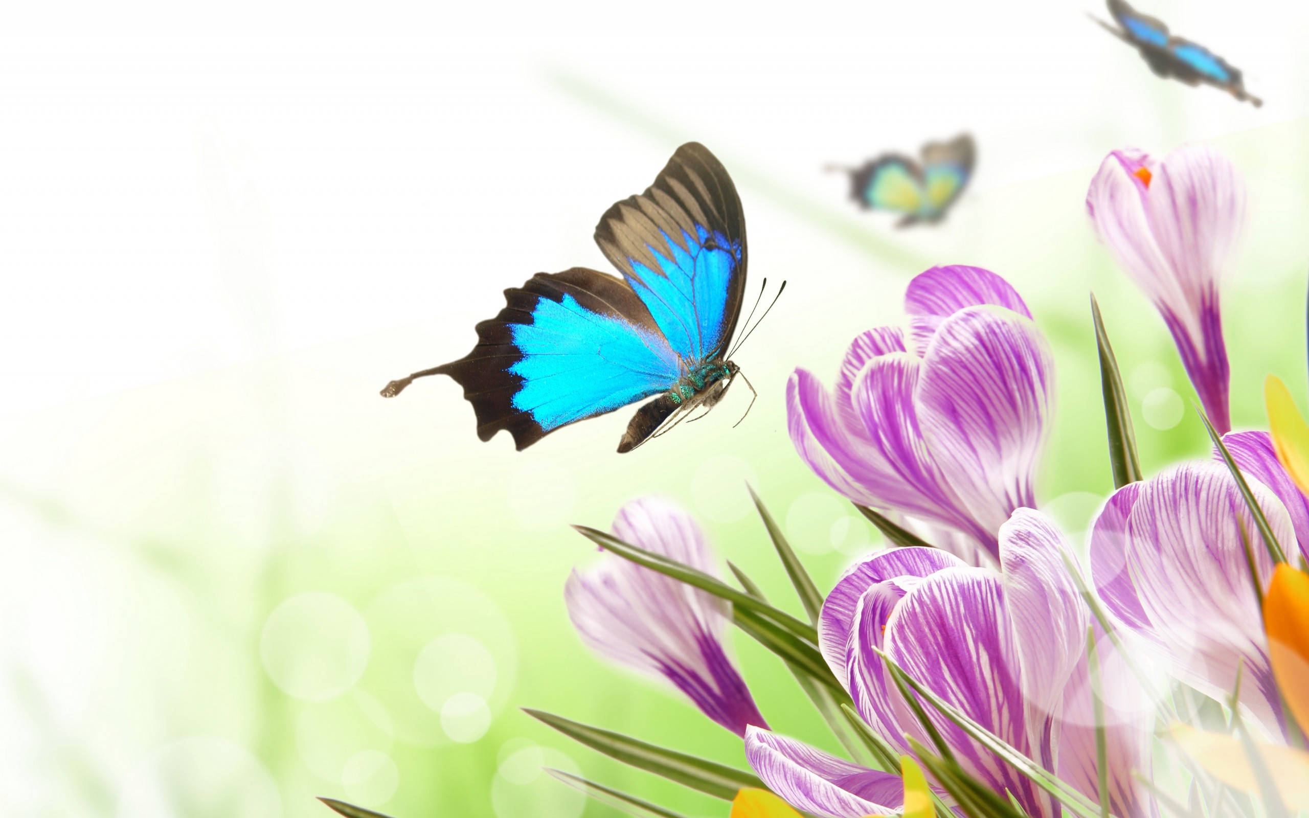 Blue Butterfly, purple crocus flowers, soft green and white bokeh background, 2K Desktop Wallpaper