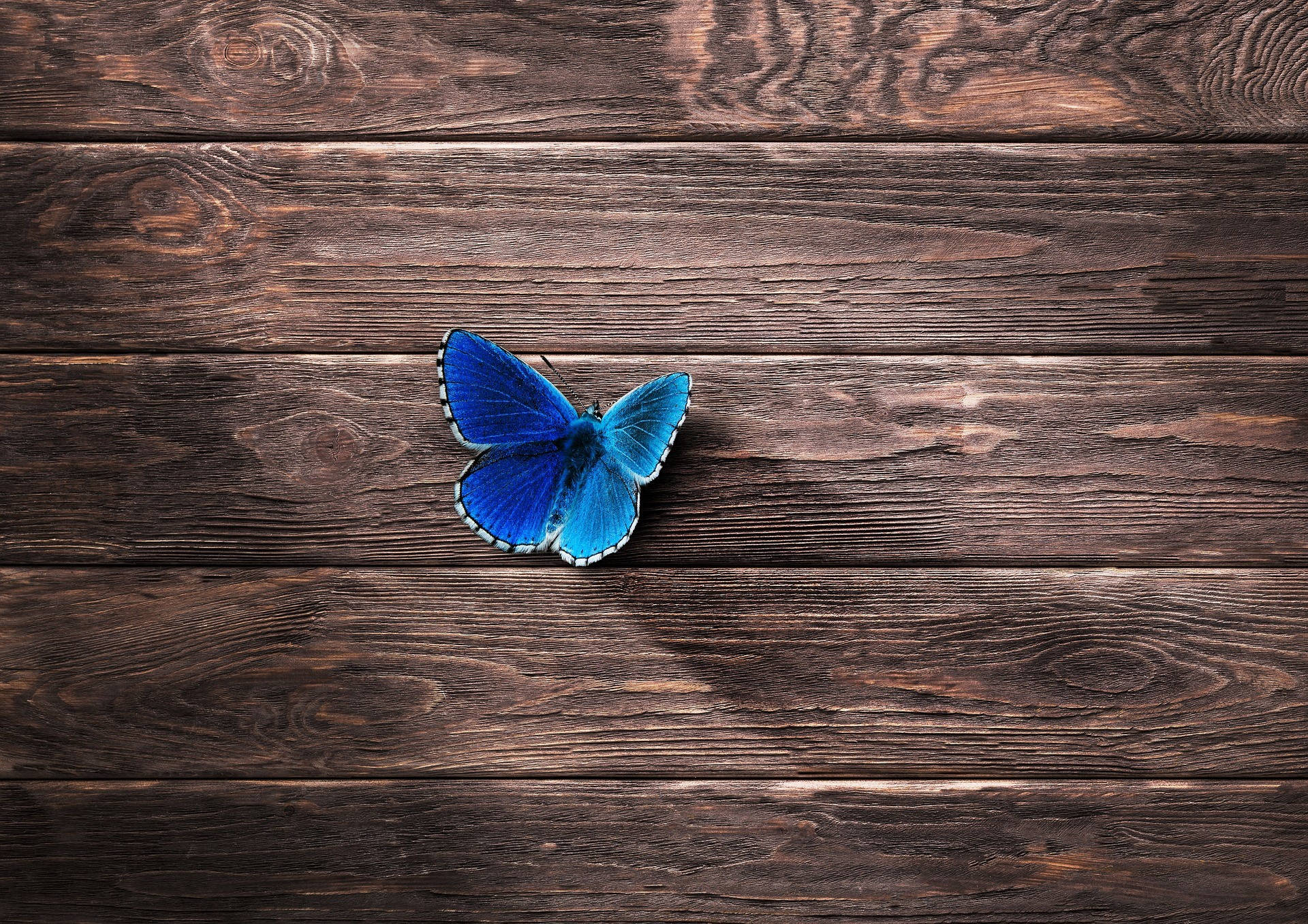 Blue Butterfly, wood, dark textured wooden planks, Full HD Desktop Wallpaper