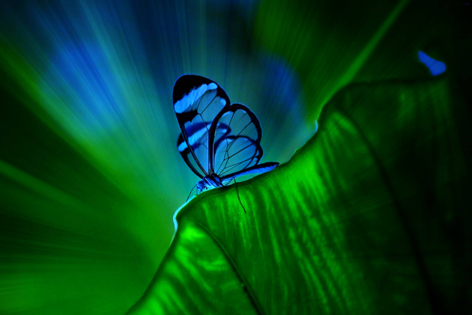 transparent blue butterfly, glasswinged butterfly, glowing green leaf, Full HD Desktop Wallpaper