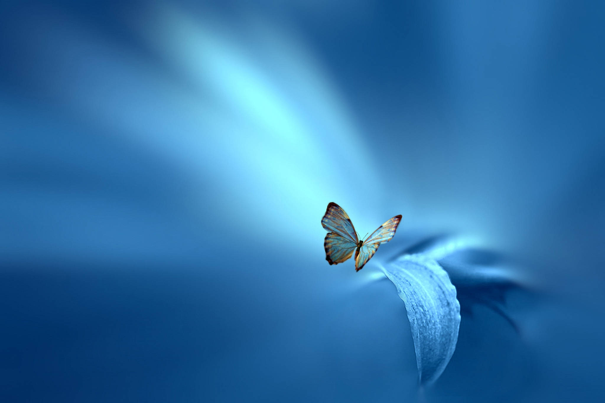 Peaceful Blue Butterfly, iridescent wings, curved blue petal, Full HD Desktop Wallpaper