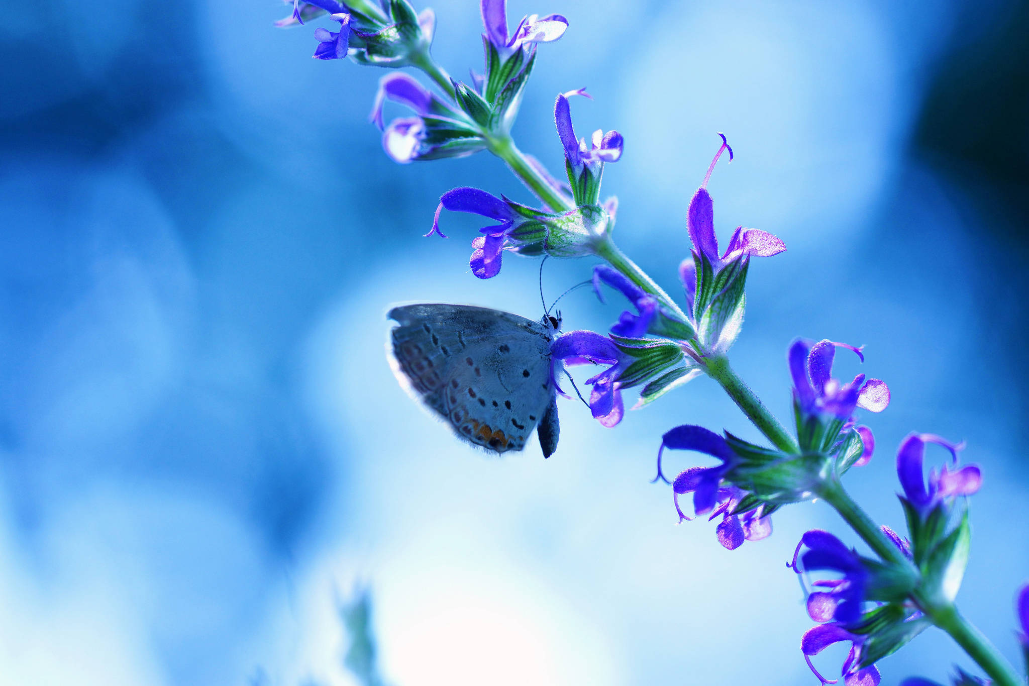 Blue Butterfly, purple flower, vibrant purple flower stem, Full HD Desktop Wallpaper