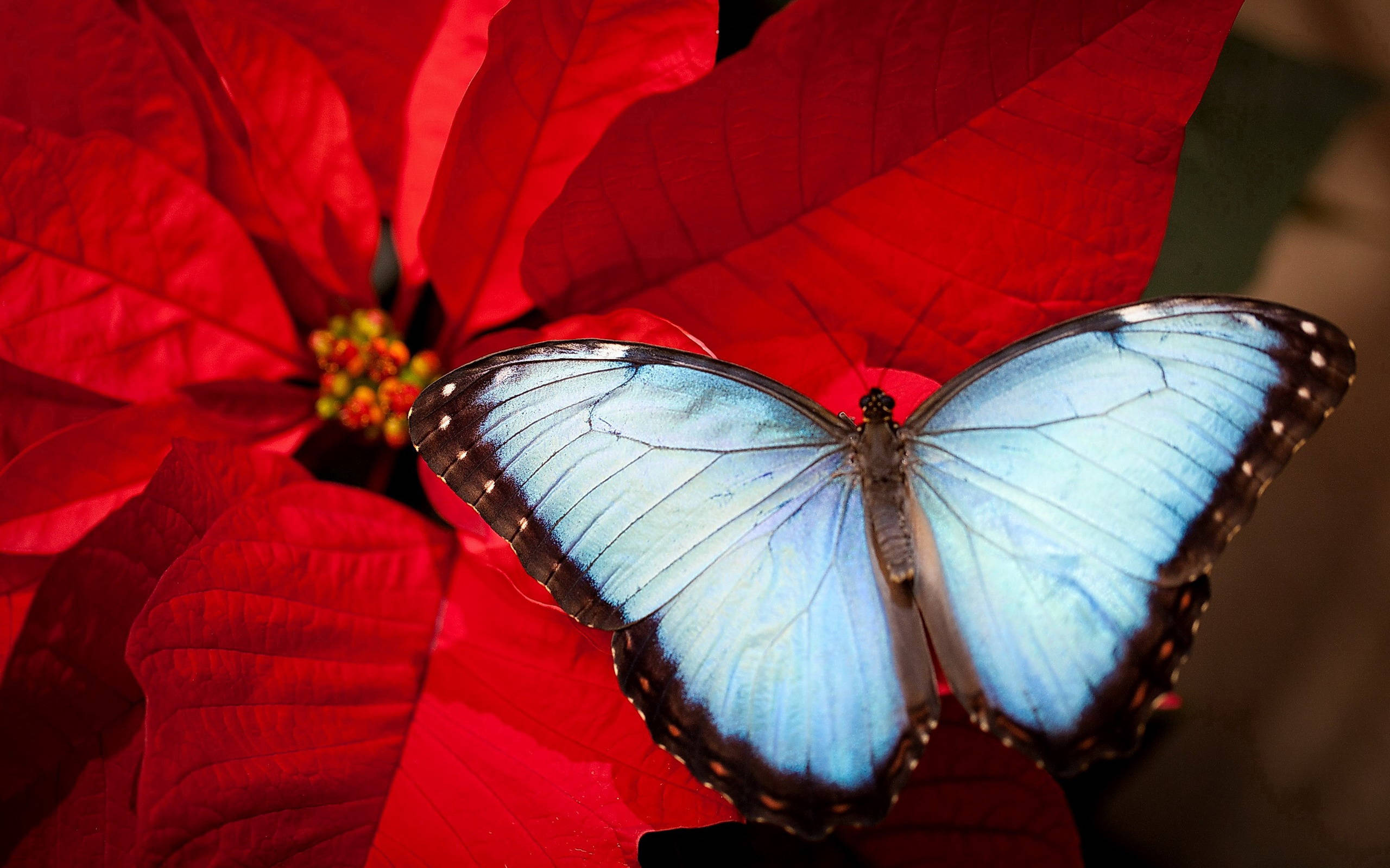 Blue Butterfly, poinsettia, vibrant blue morpho butterfly, 2K Desktop Wallpaper