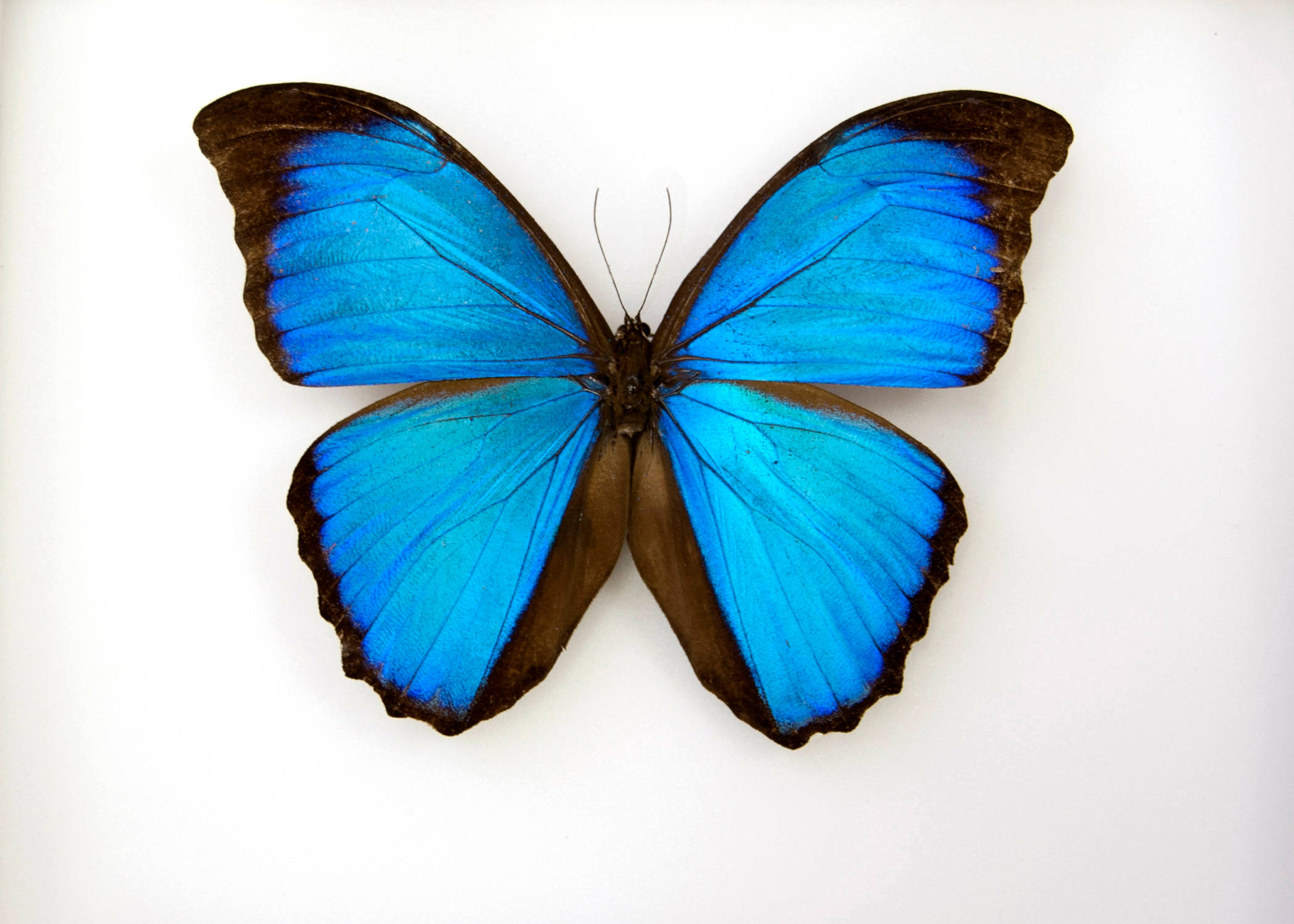 Blue Butterfly, brown outline, vibrant blue morpho butterfly, Full HD Desktop Wallpaper