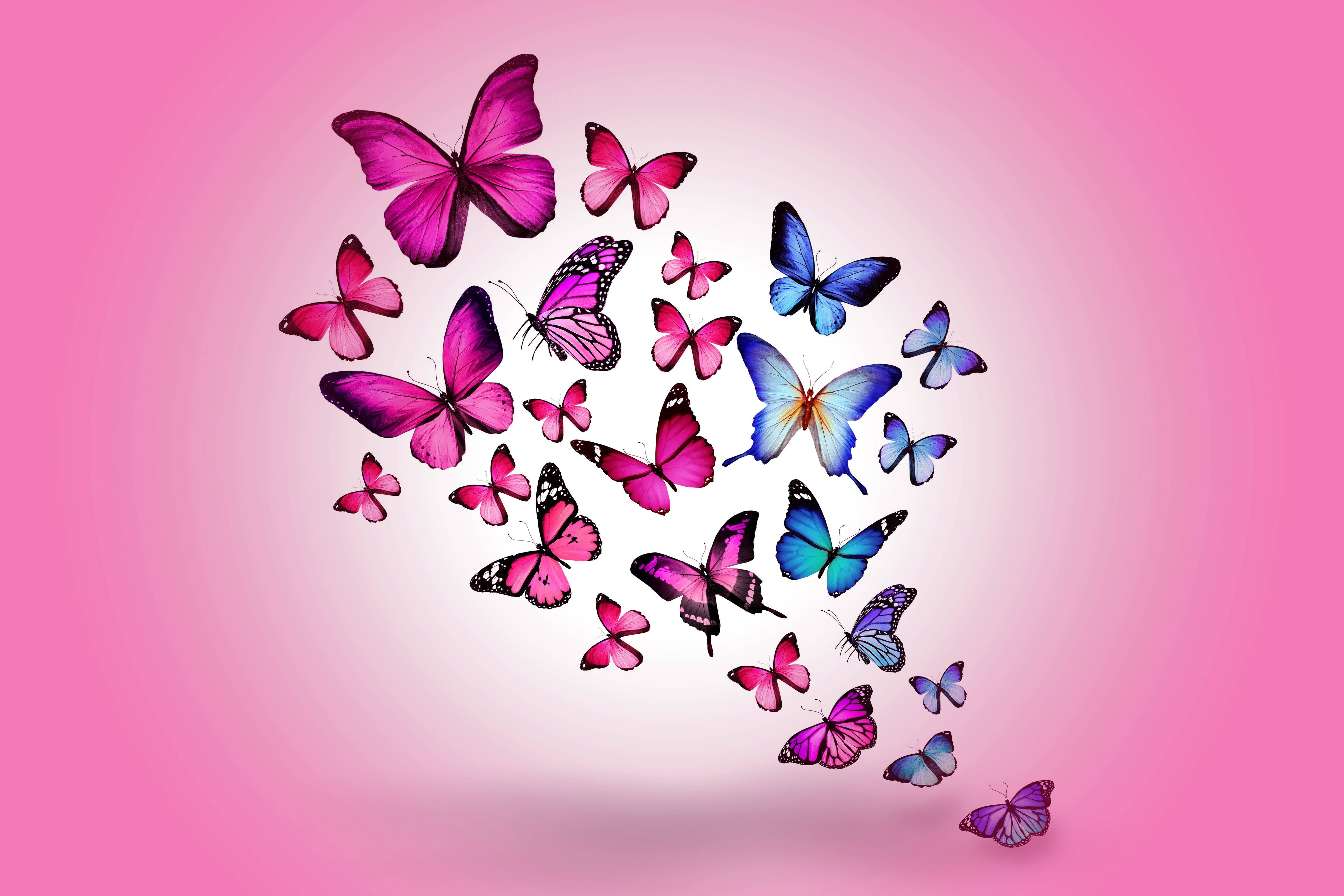 blue butterfly, pink butterfly, heart shape, 4K Desktop Wallpaper