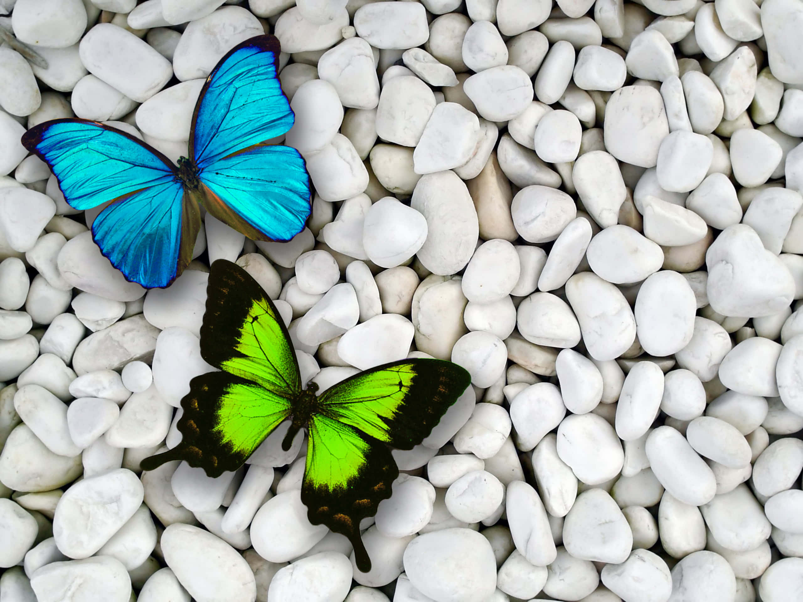 Green Butterfly, Blue Butterfly, neon green, 2K Desktop Wallpaper