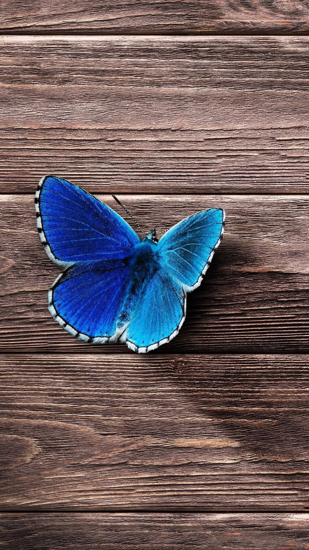 blue butterfly, white-edged wings, weathered brown wooden planks, Full HD Phone Wallpaper