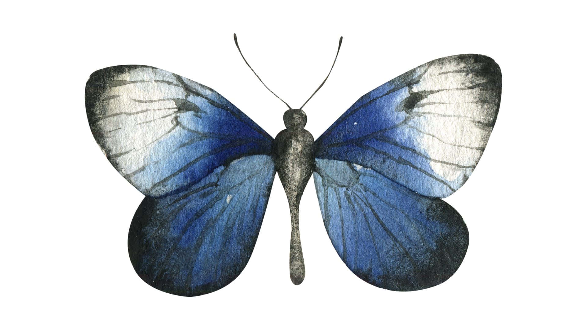Blue Butterfly, watercolor butterfly, gradient blue wings, Full HD Desktop Wallpaper