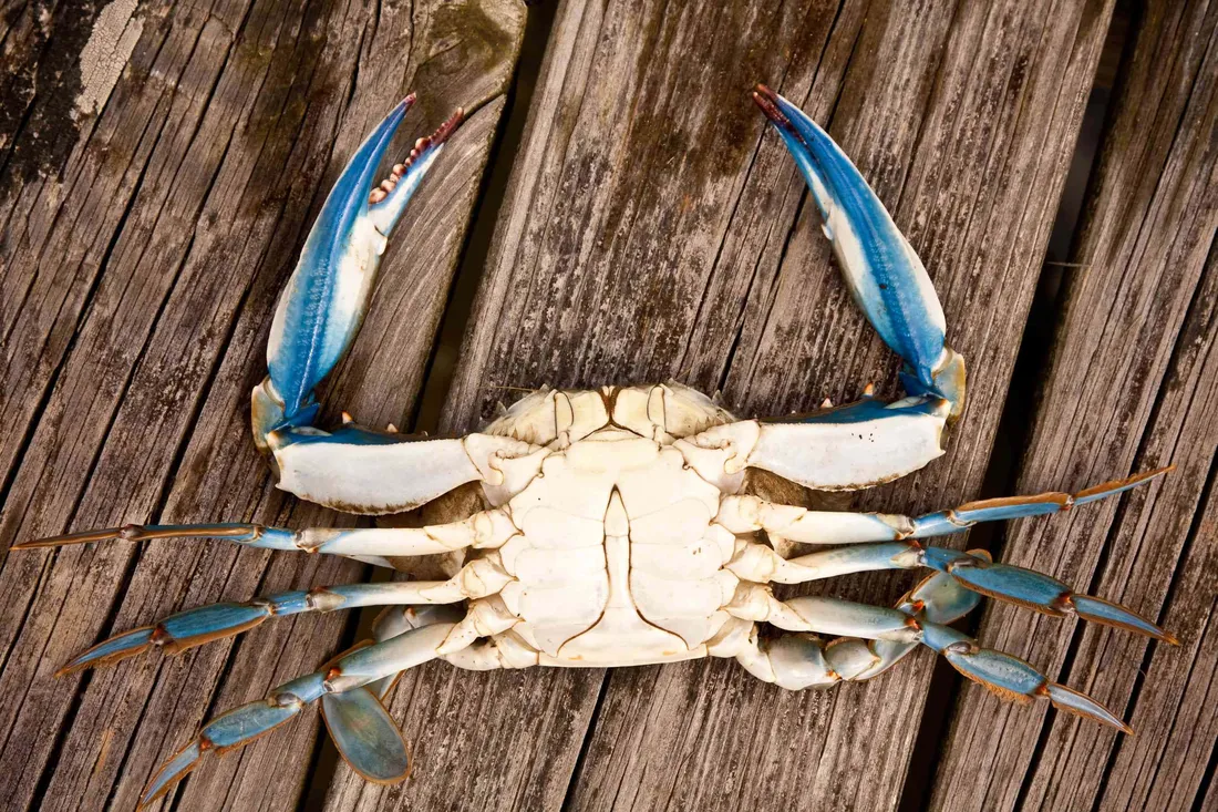 Blue Crab