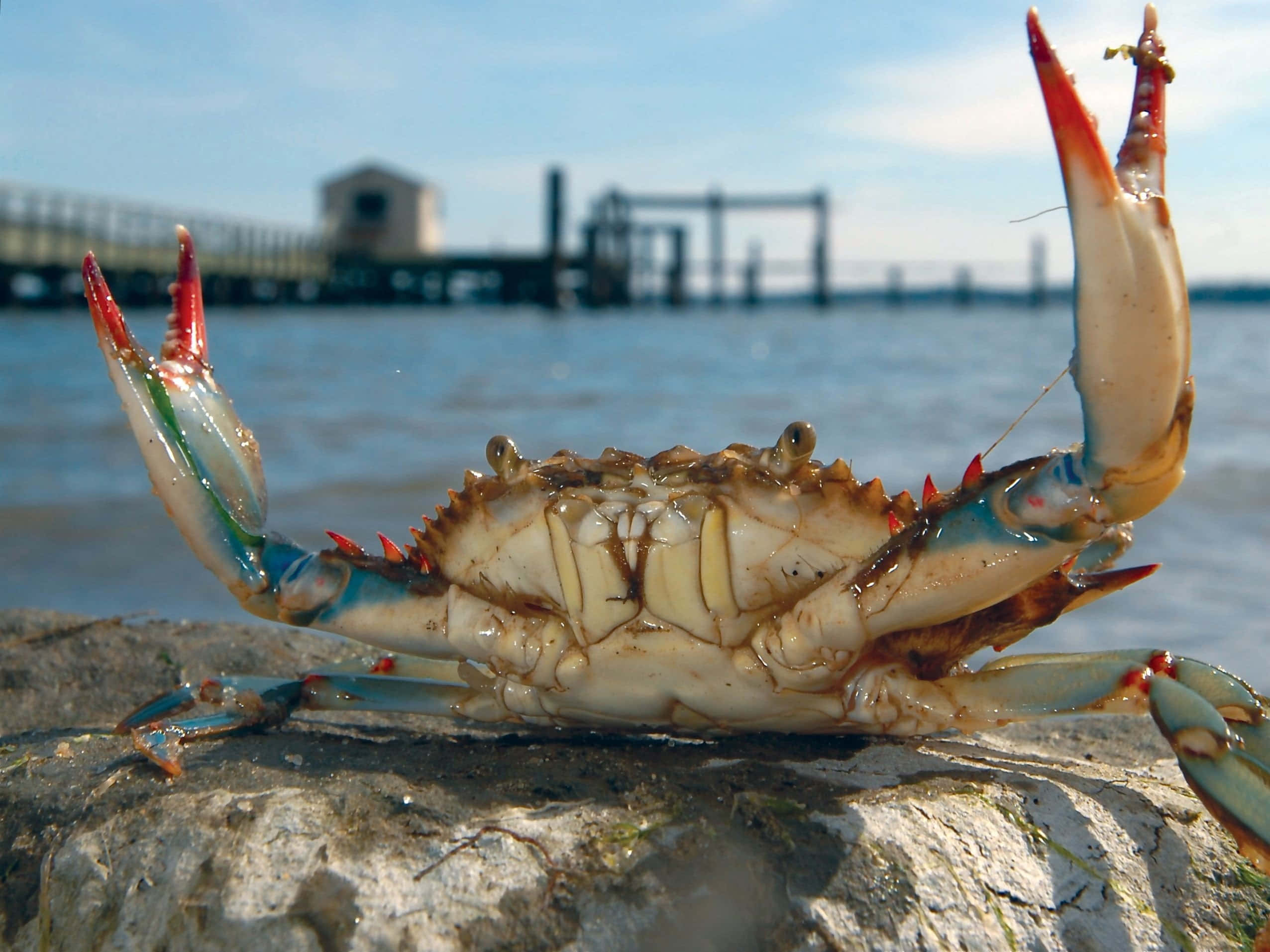 Blue Crab, vibrant claws, sunlit rock, Full HD Desktop Wallpaper