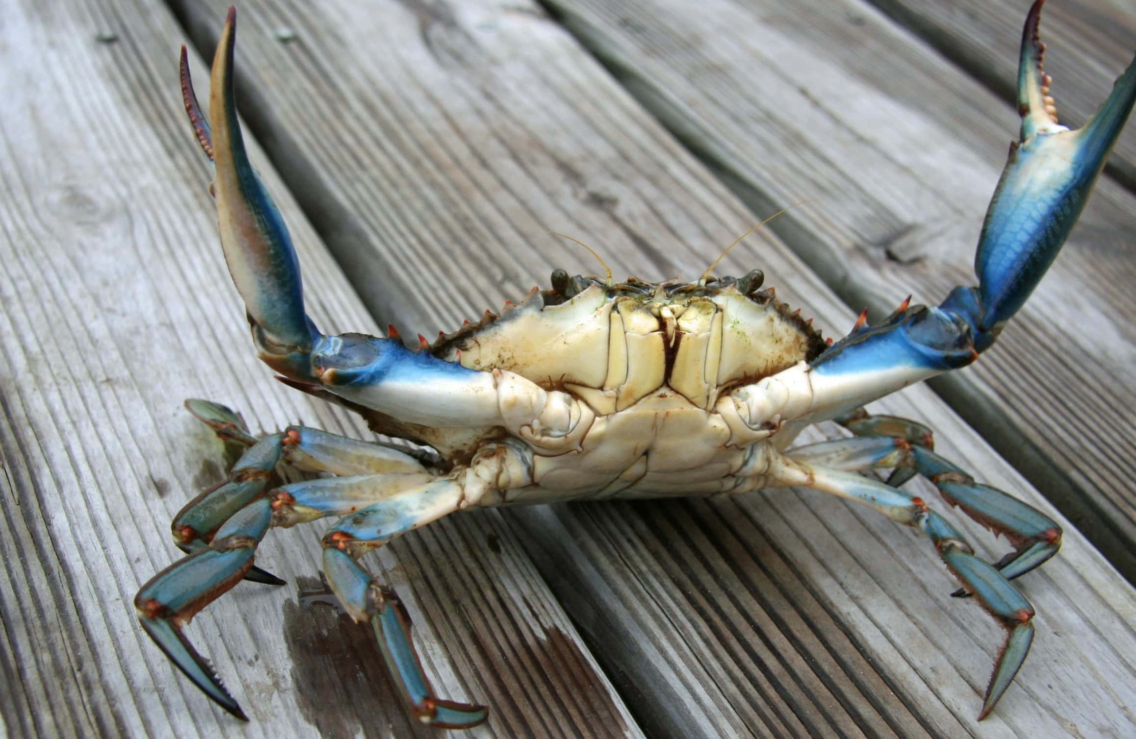 Blue Crab, wooden deck, vibrant blue claws, Full HD Desktop Wallpaper