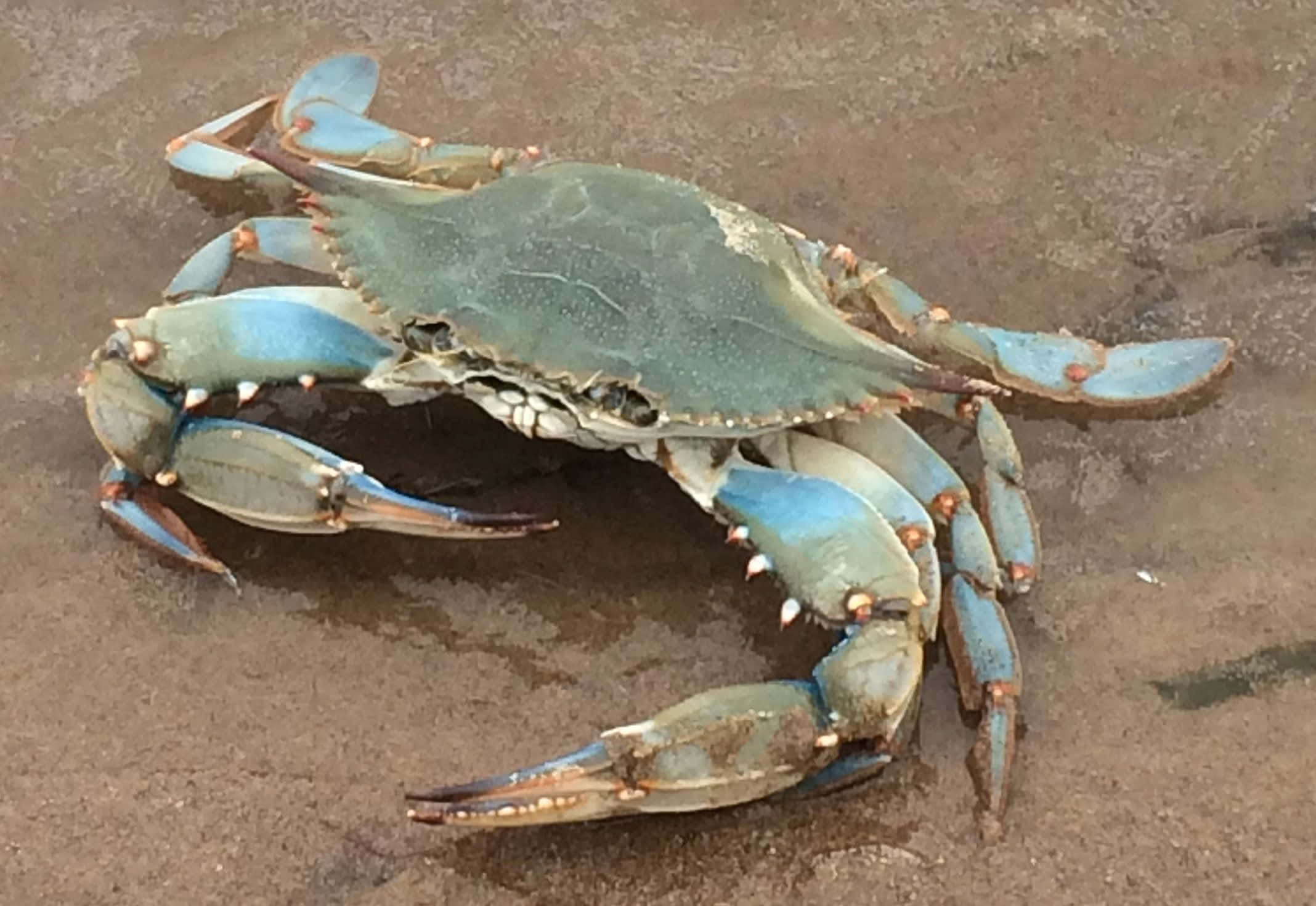 Blue Crab, vibrant blue claws, greenish shell, Full HD Desktop Wallpaper