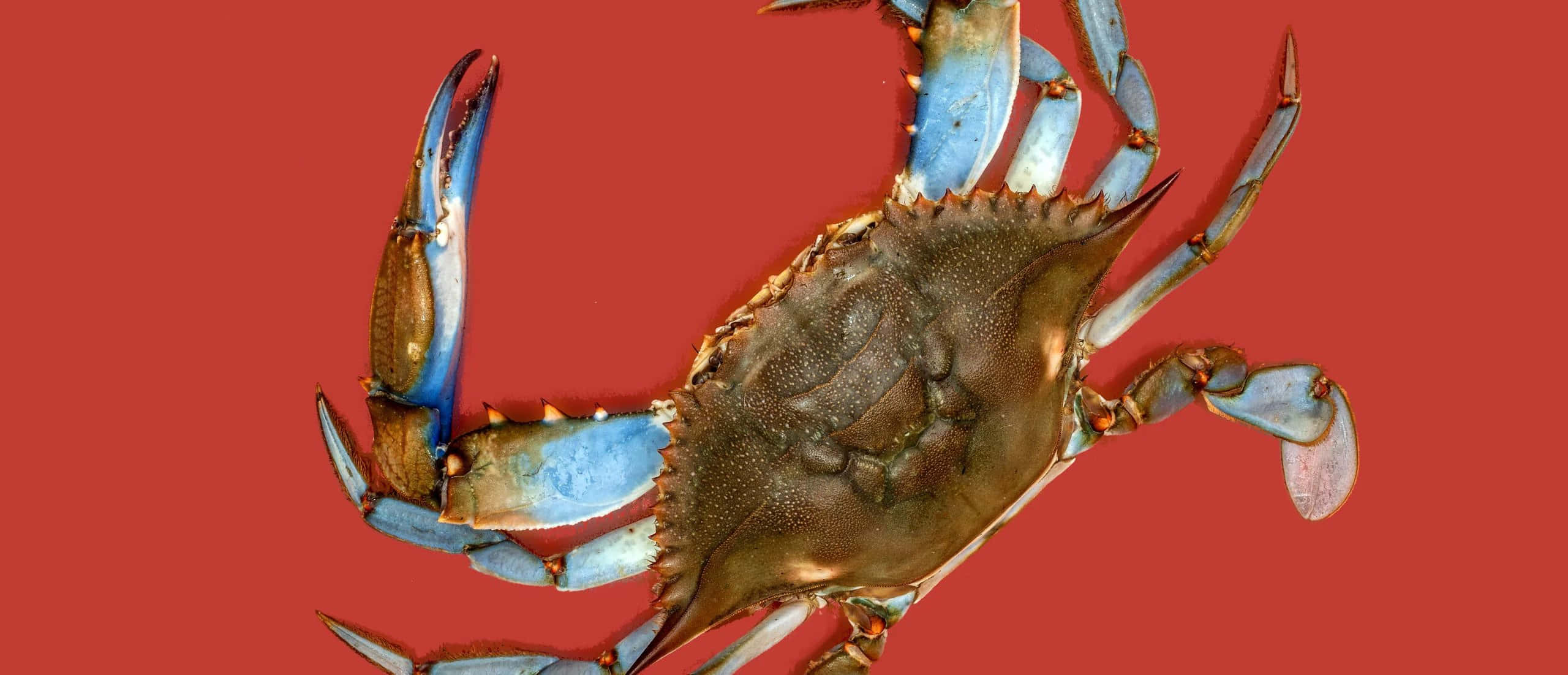 Blue Crab, metallic blue claws, brown shell, 2K Desktop Wallpaper