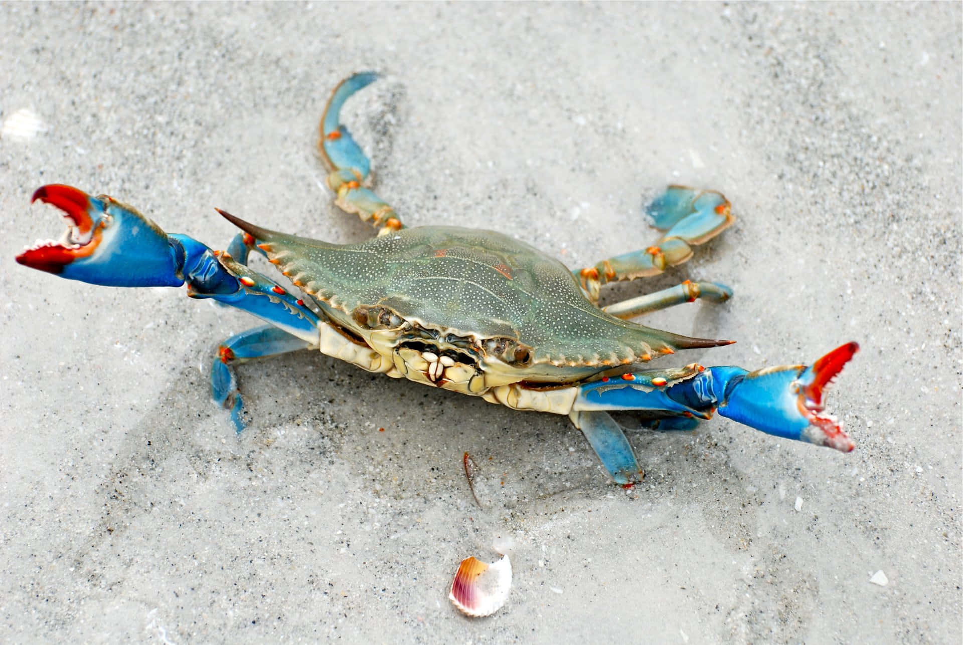 Blue Crab, wet sandy beach, red-tipped claws, Full HD Desktop Wallpaper
