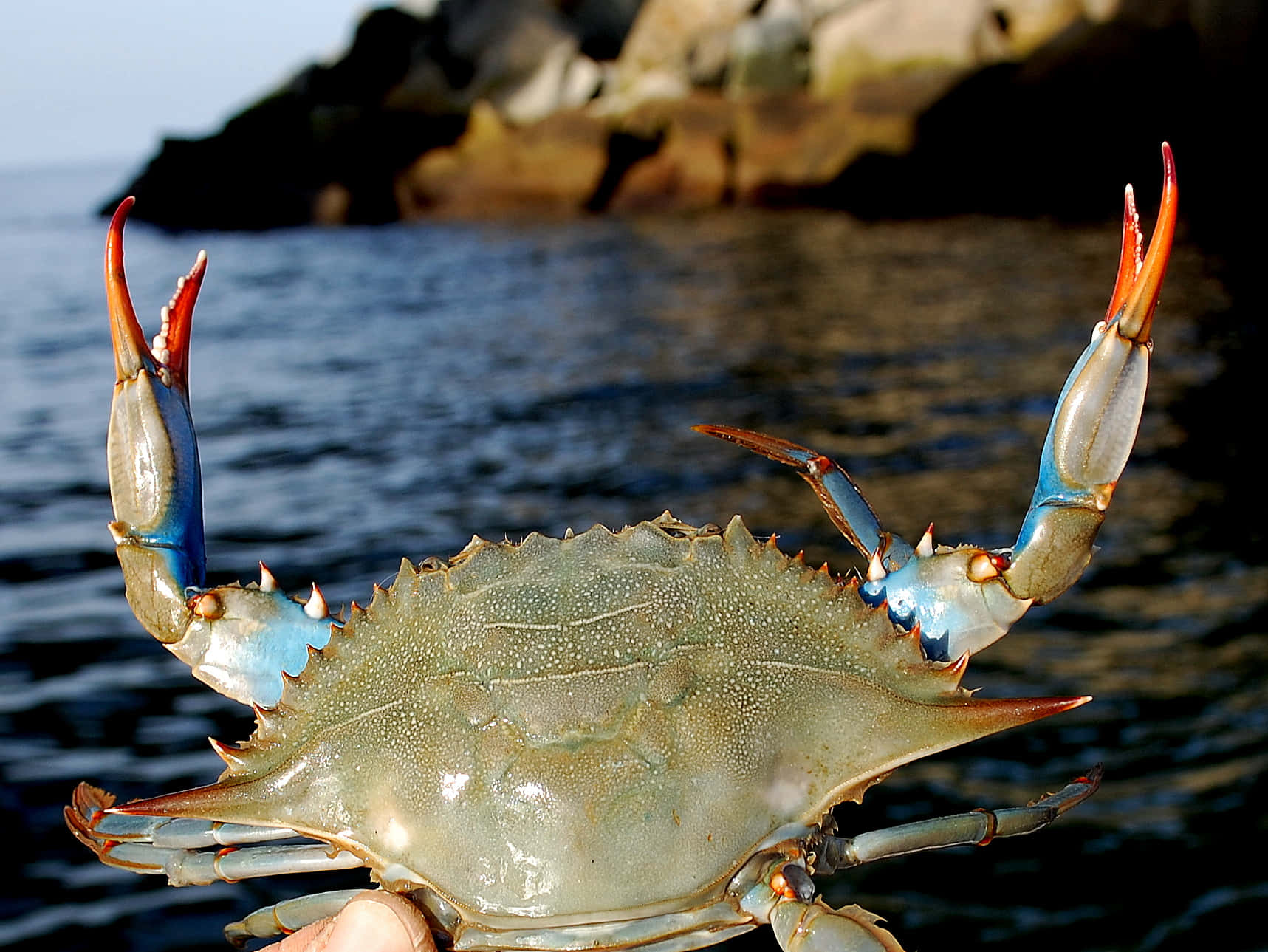 Blue Crab, vibrant orange claws, rippling water, HD Desktop Wallpaper