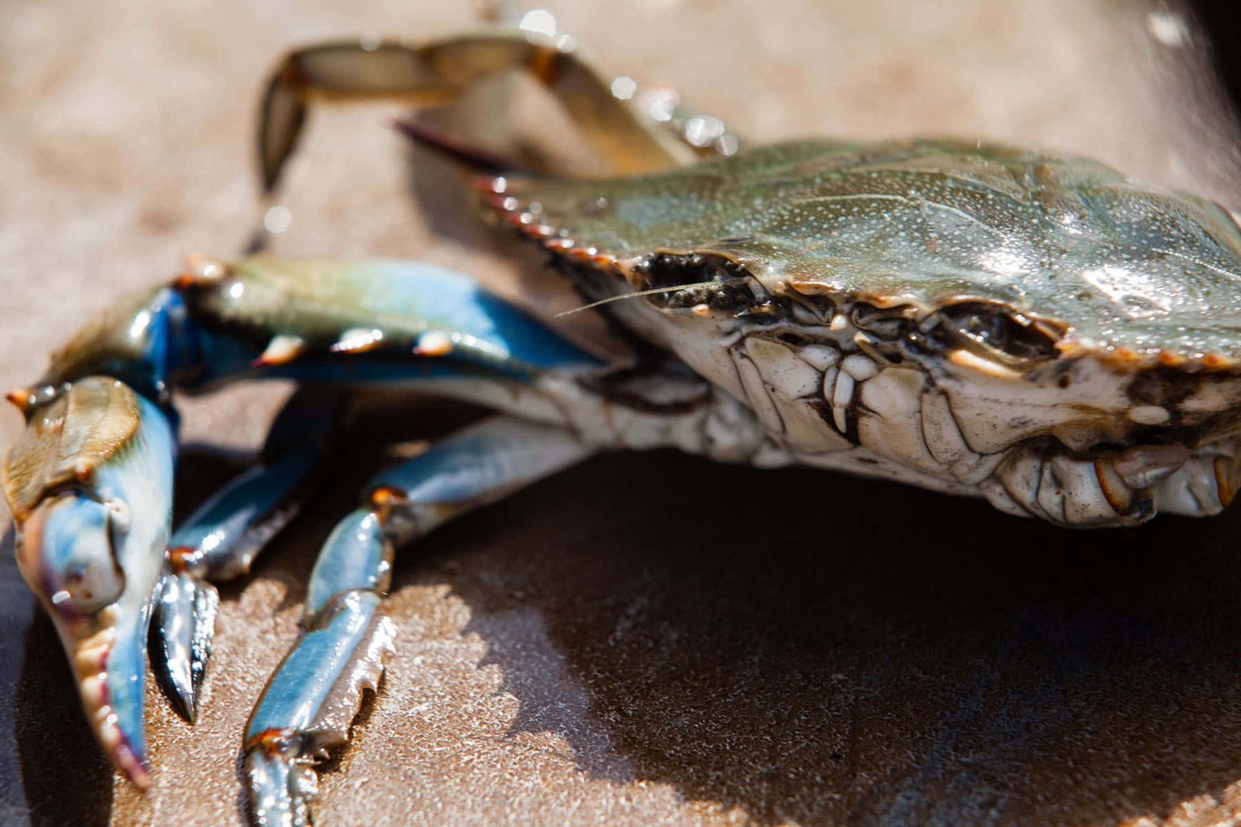 Blue Crabon Sand, blue crab, vibrant blue claws, HD Desktop Wallpaper
