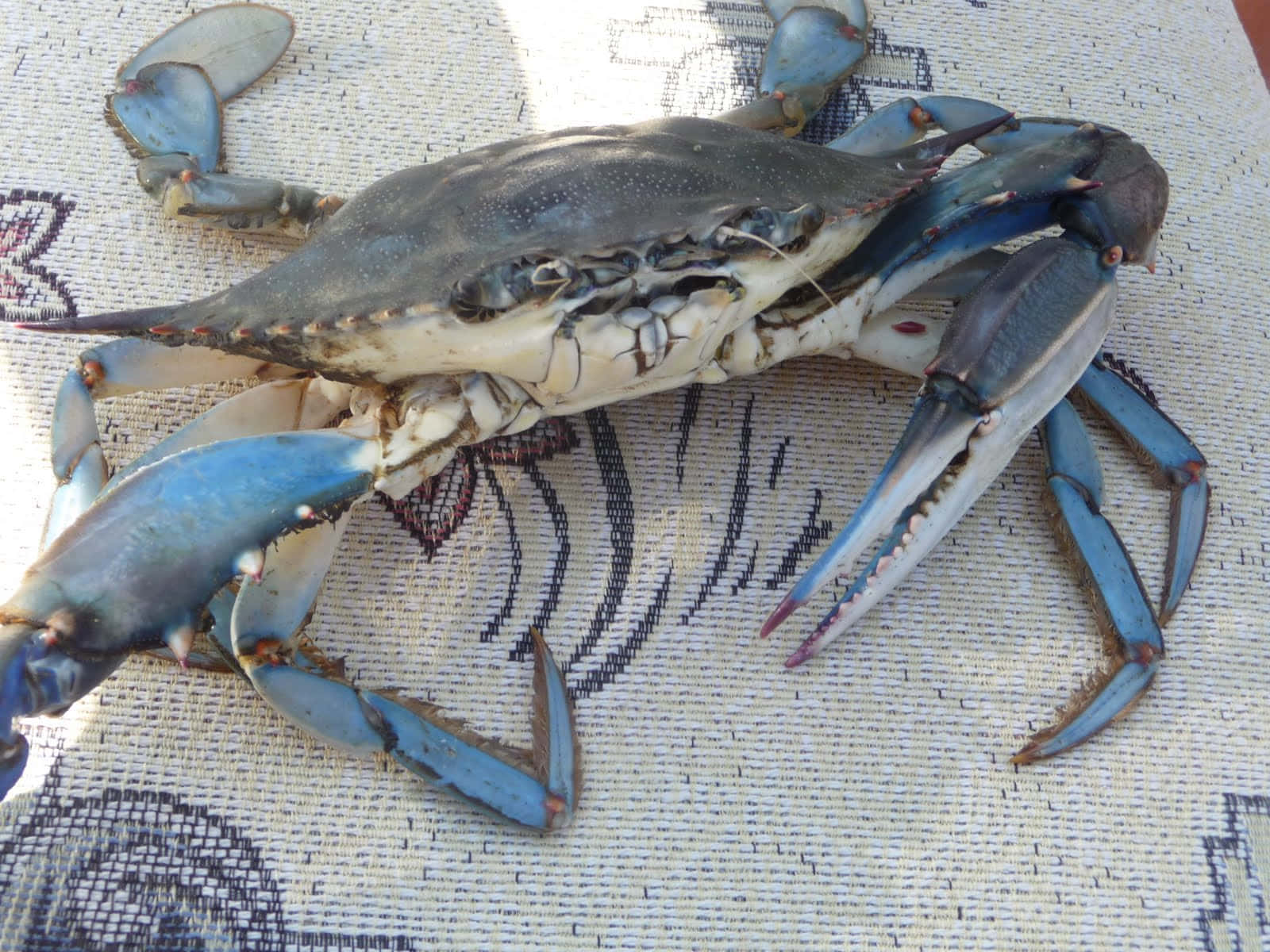 Blue Crabon Fabric, vibrant blue claws, patterned textile, HD Desktop Wallpaper