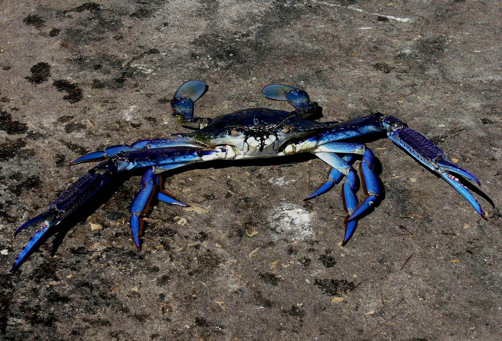 Blue Crabon, rocky surface, metallic claws, HD Desktop Wallpaper