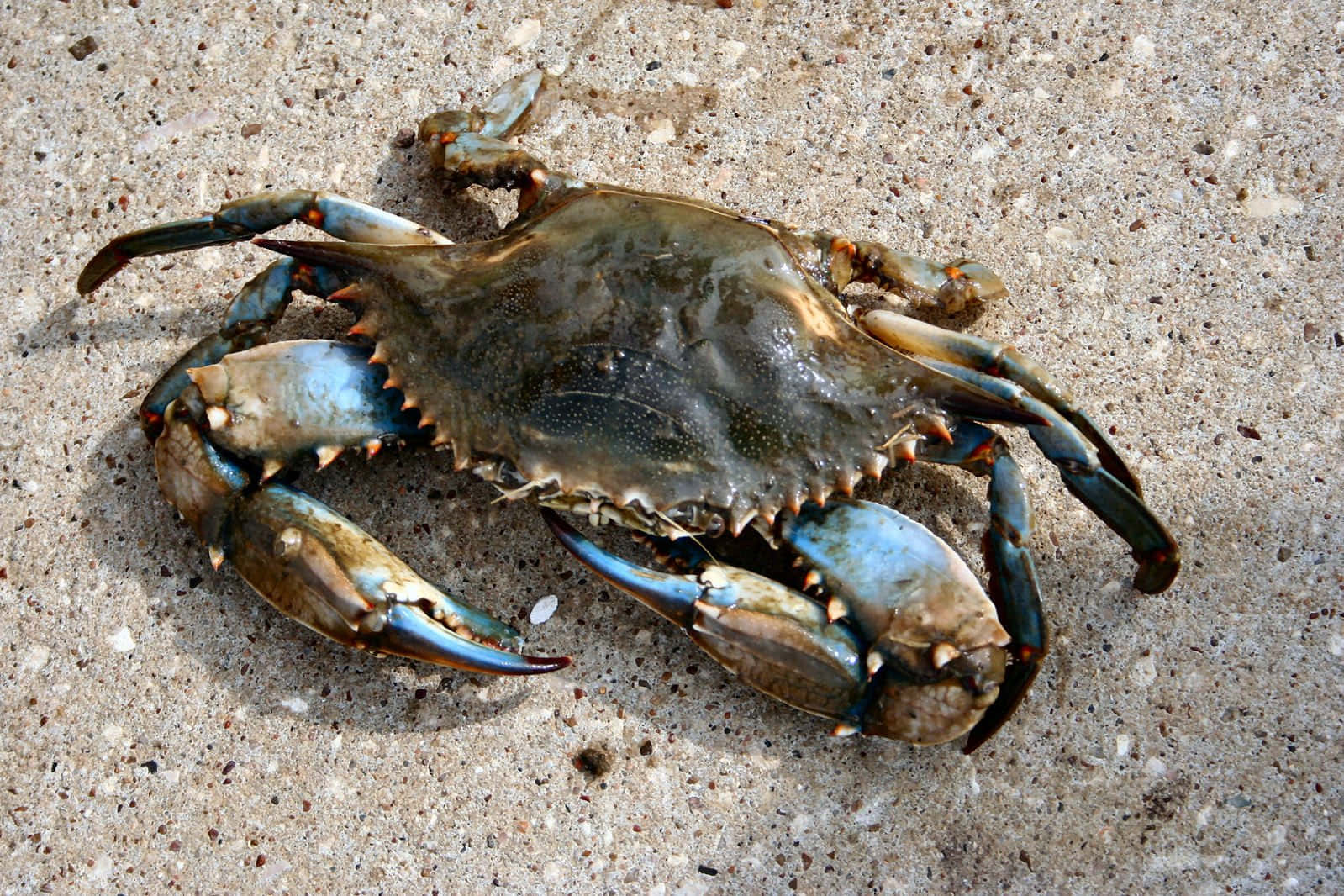 Blue Crabon Sand, metallic blue claws, brown shell, HD Desktop Wallpaper