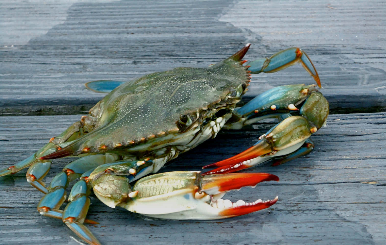 Blue Crab, vibrant red claws, weathered gray wooden planks, HD Desktop Wallpaper