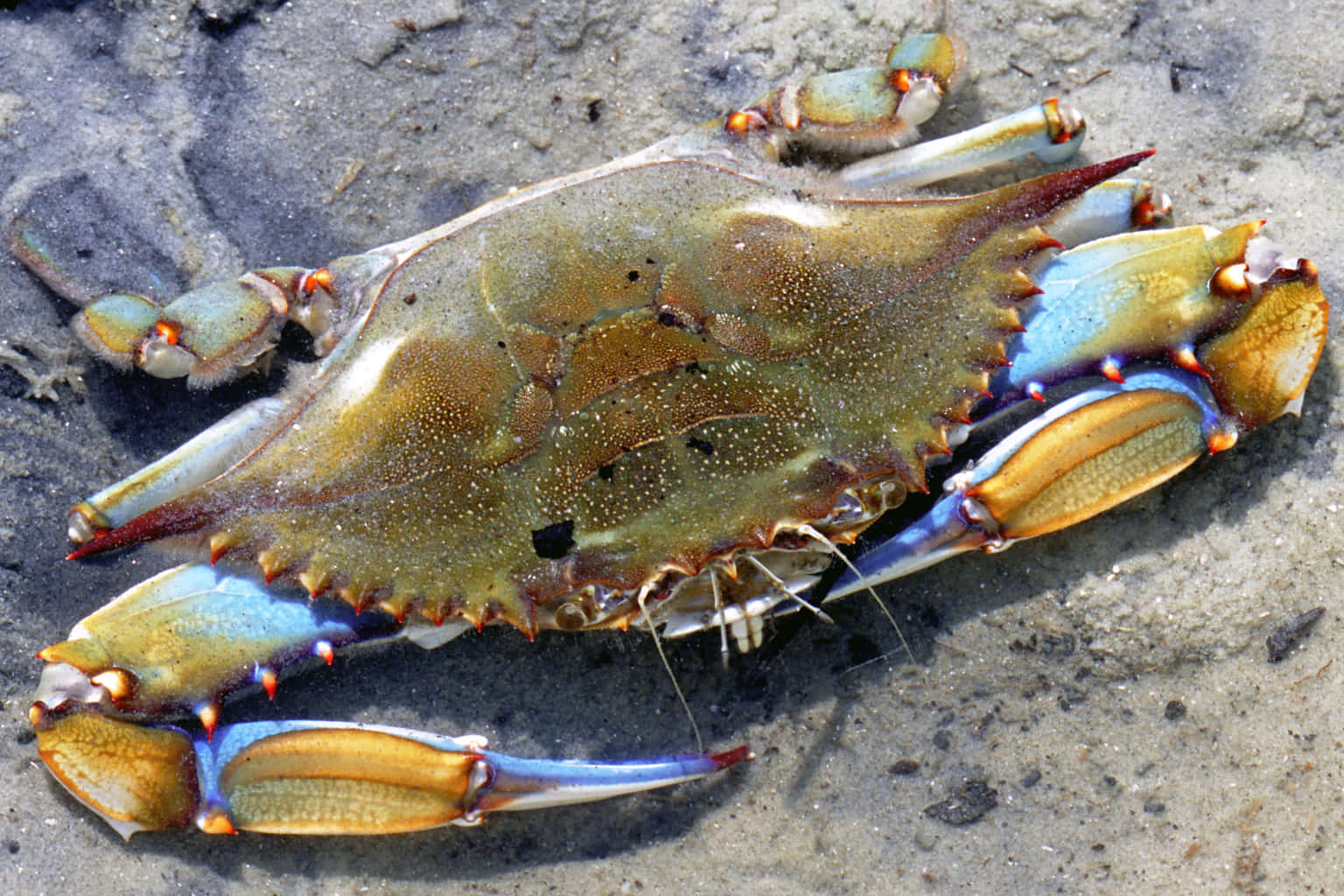 Blue Crab, vibrant blue claws, greenish shell, HD Desktop Wallpaper