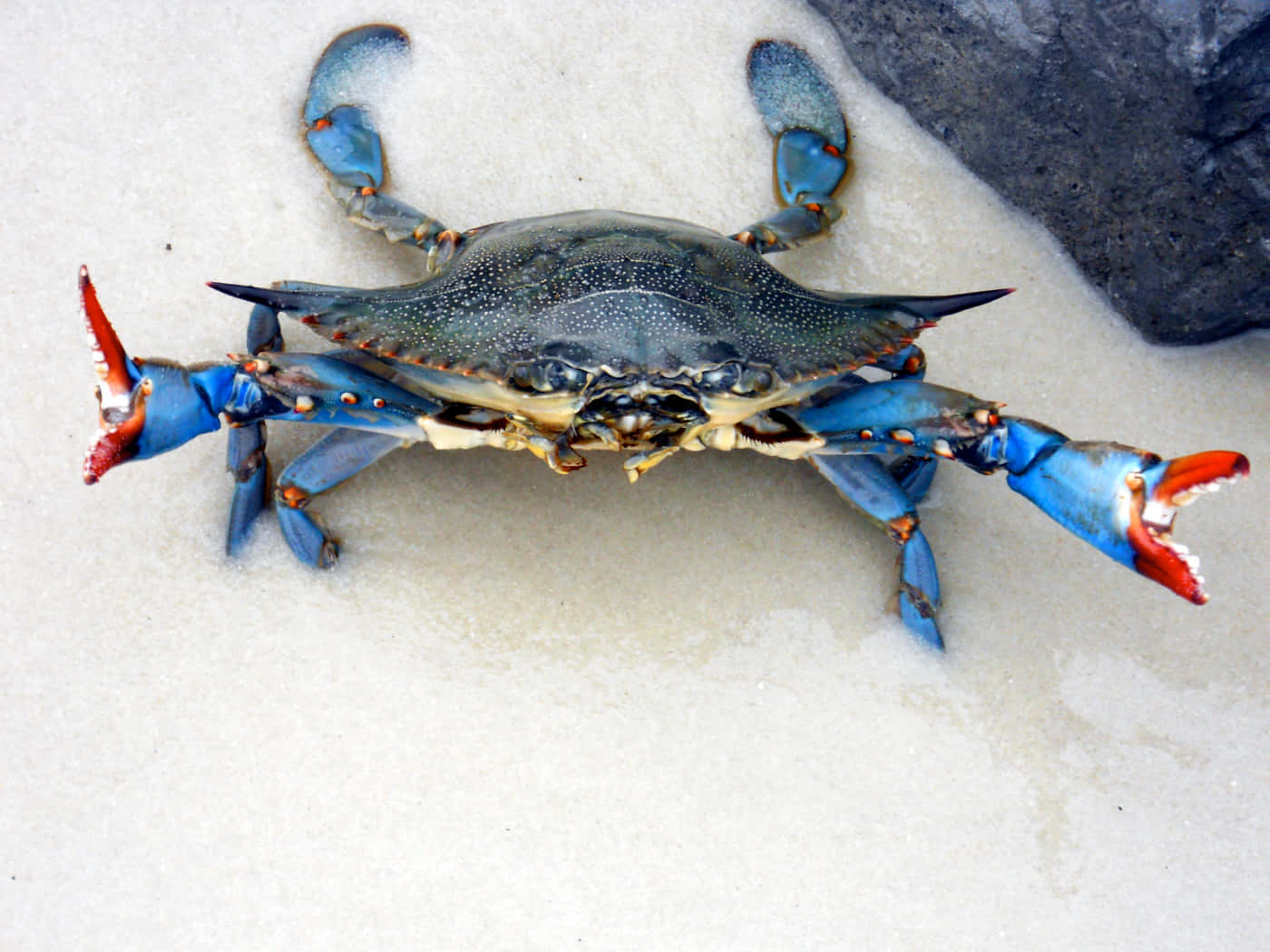 Blue Crab, pale sand, dark rock, HD Desktop Wallpaper