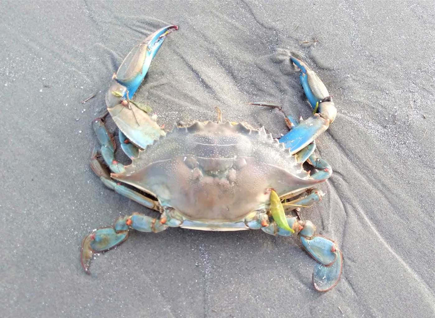 blue crab, vibrant blue claws, wet gray sand, HD Desktop Wallpaper