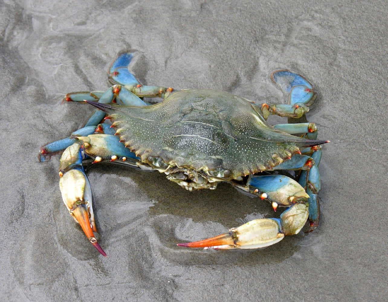 Blue Crab, vibrant blue claws, orange-tipped pincers, HD Desktop Wallpaper