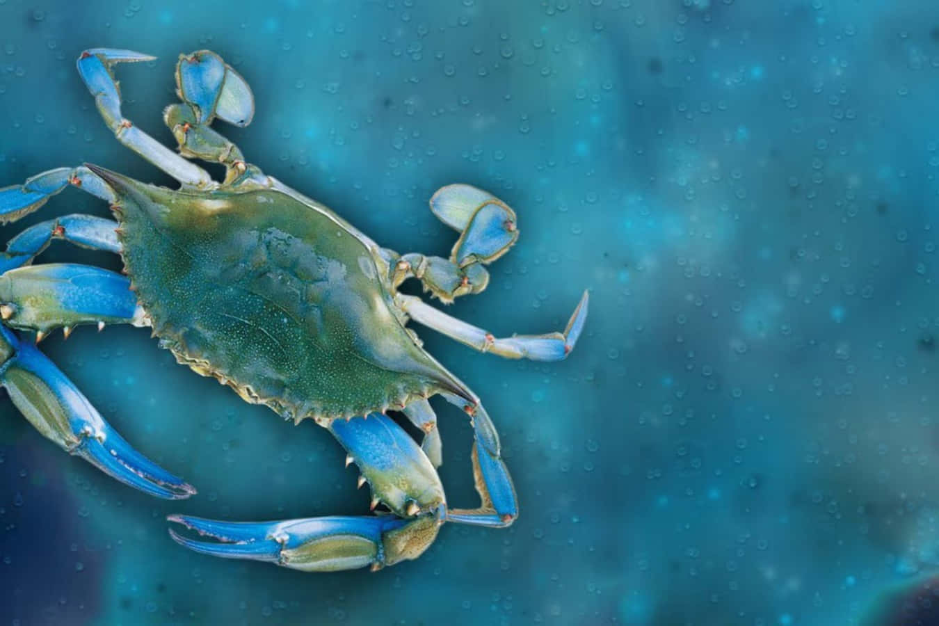 Blue Crab, turquoise underwater scene, detailed claws, HD Desktop Wallpaper