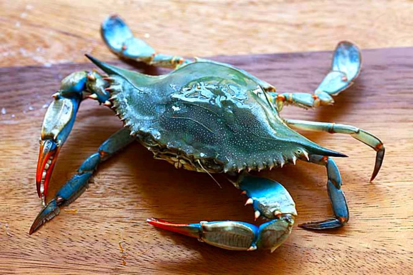 Blue Crab, red-tipped claws, warm wooden surface, HD Desktop Wallpaper