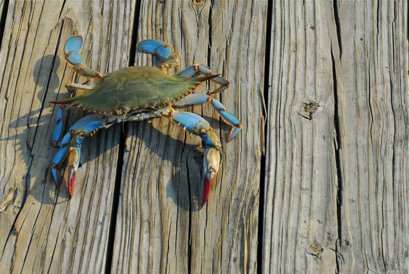 Blue Crab, vibrant blue claws, red-tipped pincers, HD Desktop Wallpaper