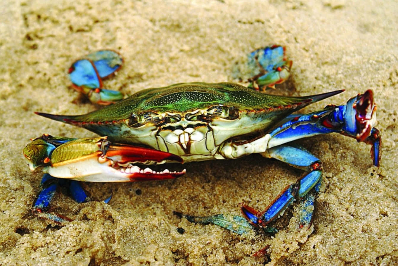 Blue Crab, red-tipped claws, textured sandy beach terrain, HD Desktop Wallpaper