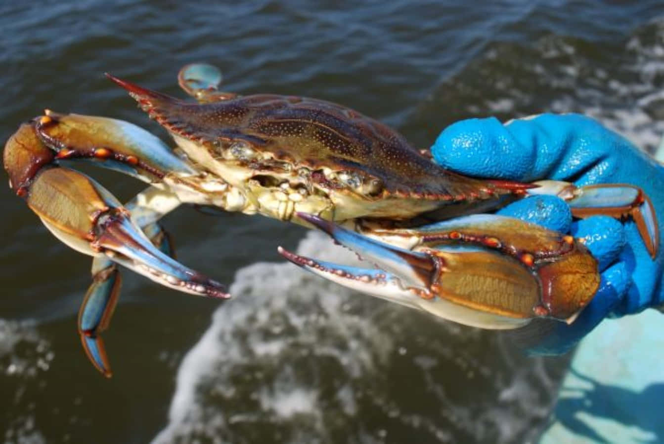 Blue Crab, gloved hand, churning ocean water, HD Desktop Wallpaper