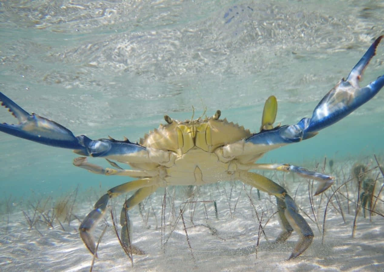 Blue Crab, sandy ocean floor, seagrass, SD Desktop Wallpaper