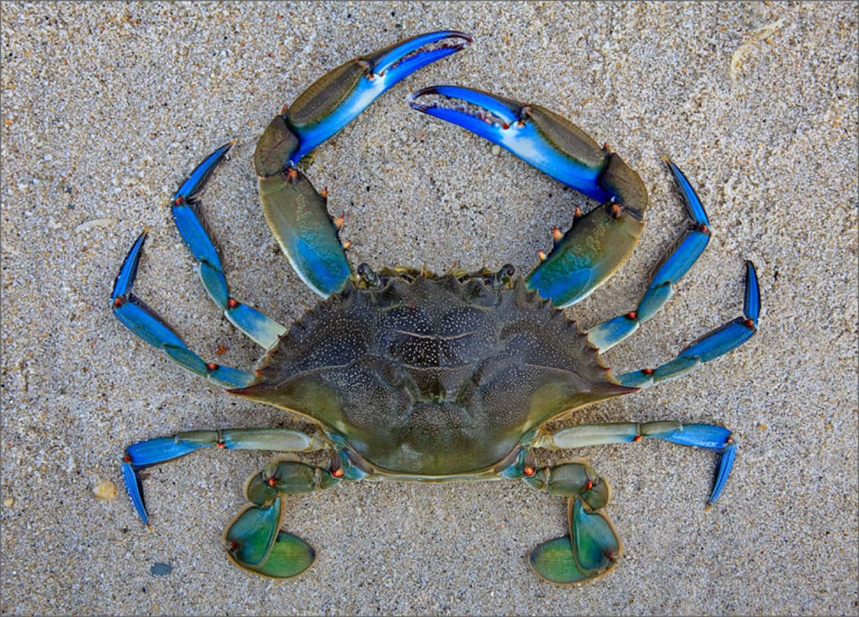 Blue Crabon Sand, blue crab, vibrant blue claws, SD Desktop Wallpaper
