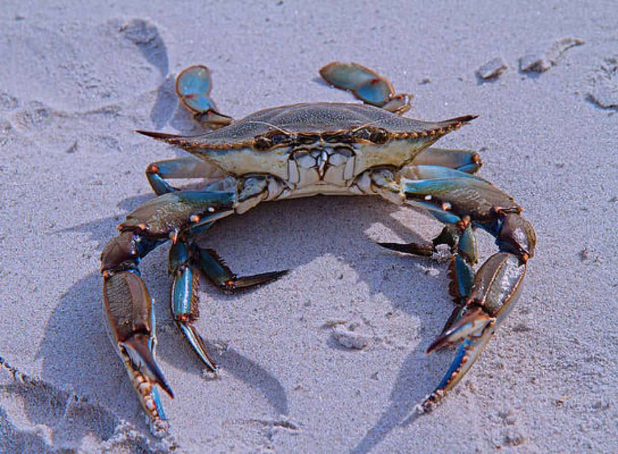 Blue Crabon Sand, blue crab, vibrant blue claws, SD Desktop Wallpaper