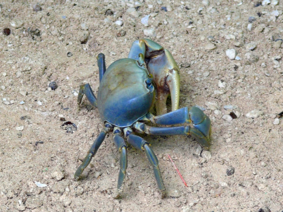 Blue Crab, greenish claws, gritty sandy surface, SD Desktop Wallpaper