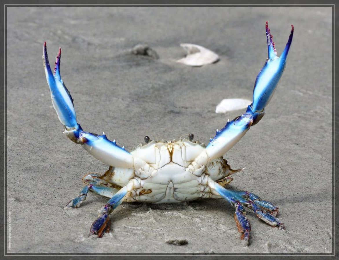 Blue Crab, vibrant blue claws, white shell, SD Desktop Wallpaper