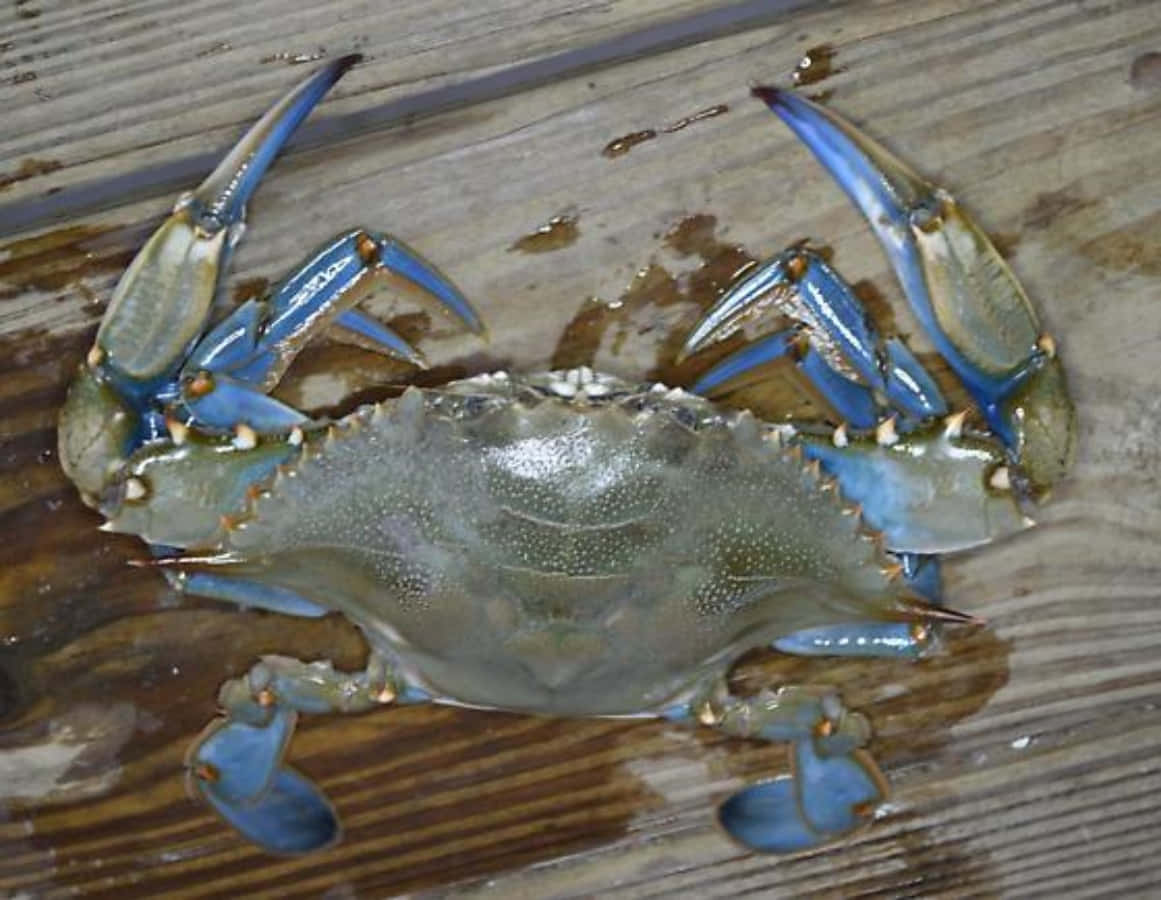 blue crab, vibrant blue claws, coral reef, SD Desktop Wallpaper
