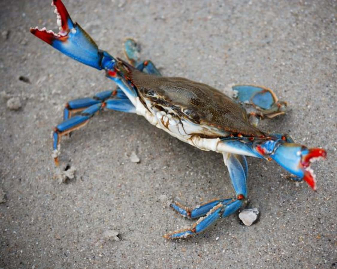Blue Crab, seashore, vibrant blue claws, SD Desktop Wallpaper