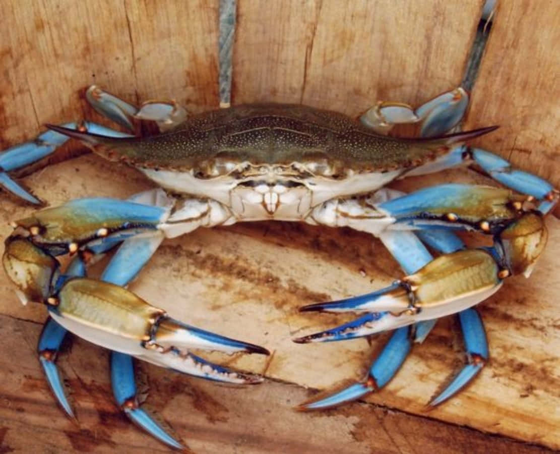 Blue Crabon, wooden planks, vibrant blue claws, SD Desktop Wallpaper