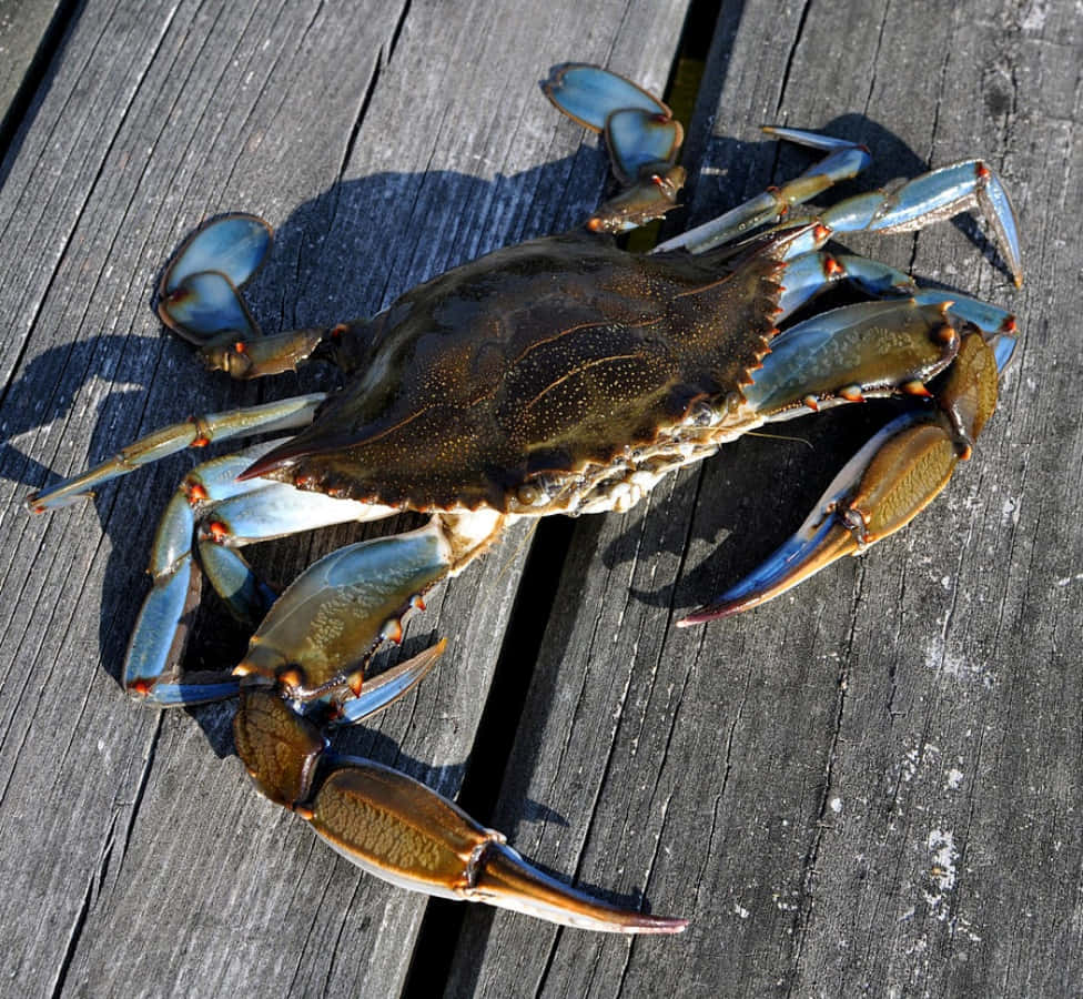 Blue Crab, wooden dock, blue claws, SD Desktop Wallpaper