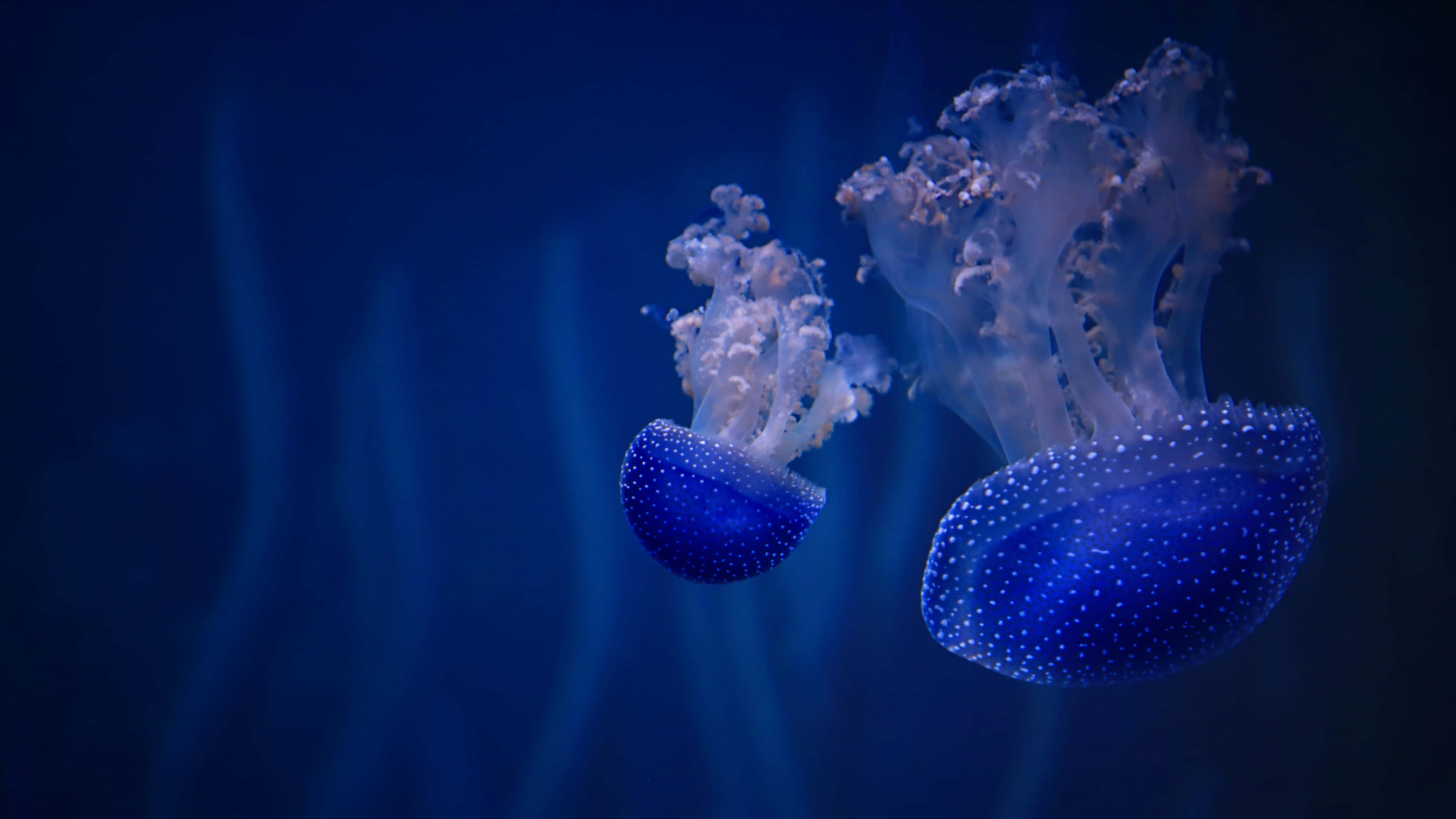 glowing blue jellyfish, white tentacles, deep ocean darkness, 4K Desktop Wallpaper