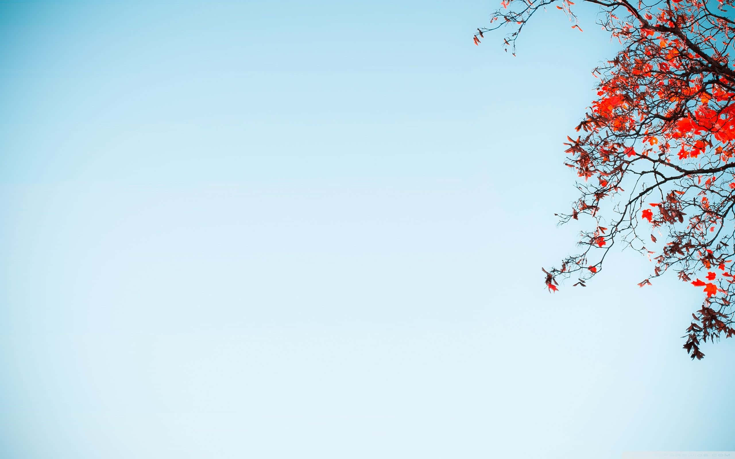 blue desktop, 2560 x 1600, red leaves, 2K Desktop Wallpaper