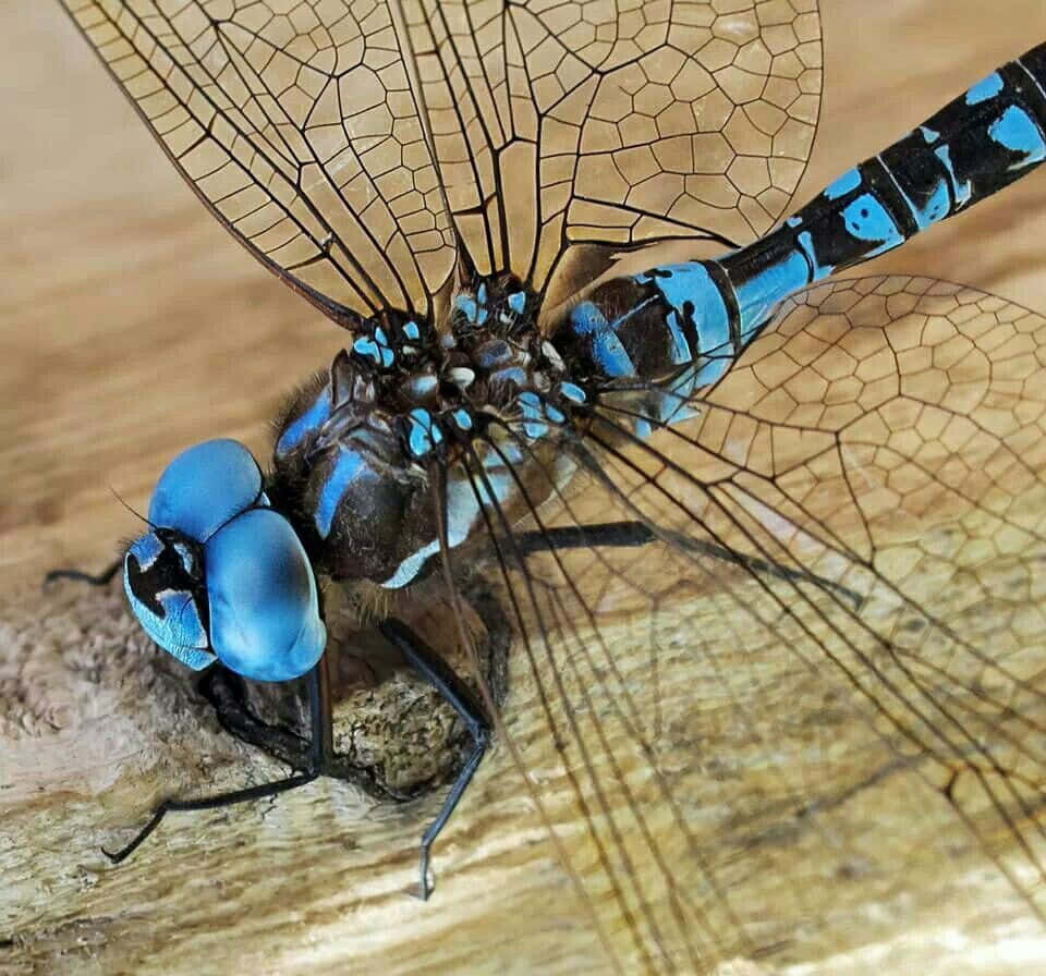 Blue Dragonfly, lilypad, textured wood, SD Desktop Wallpaper
