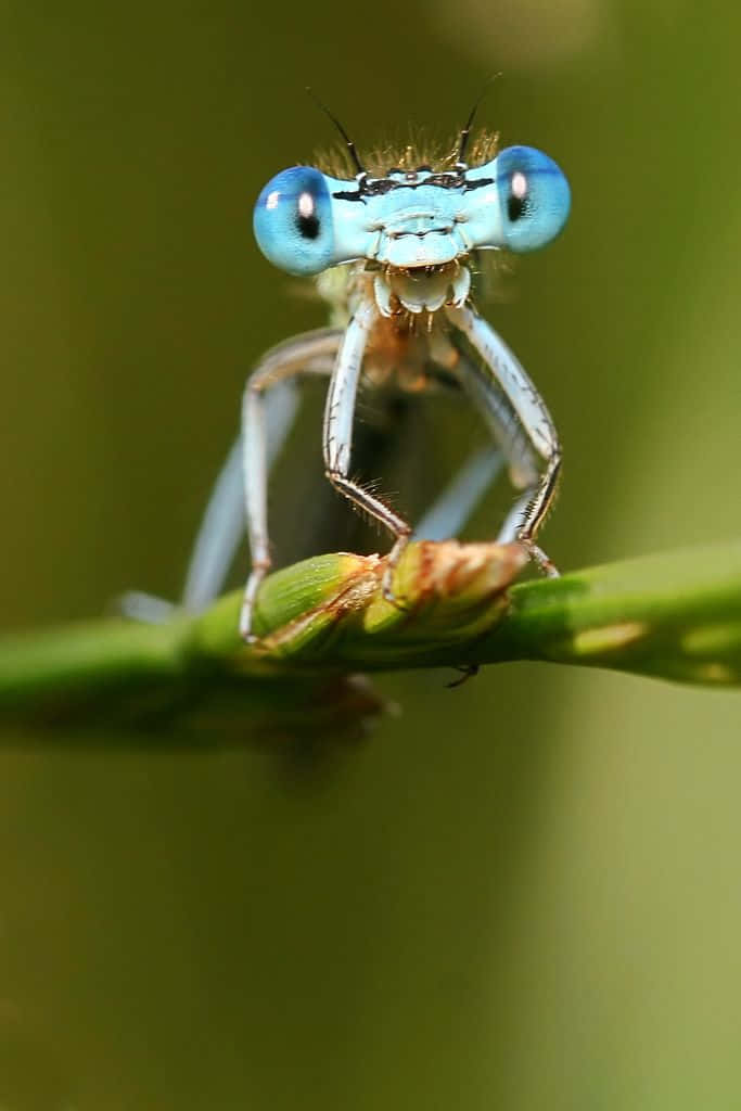 Blue Dragonfly, blue-eyed damselfly, bright green background, SD Phone Wallpaper