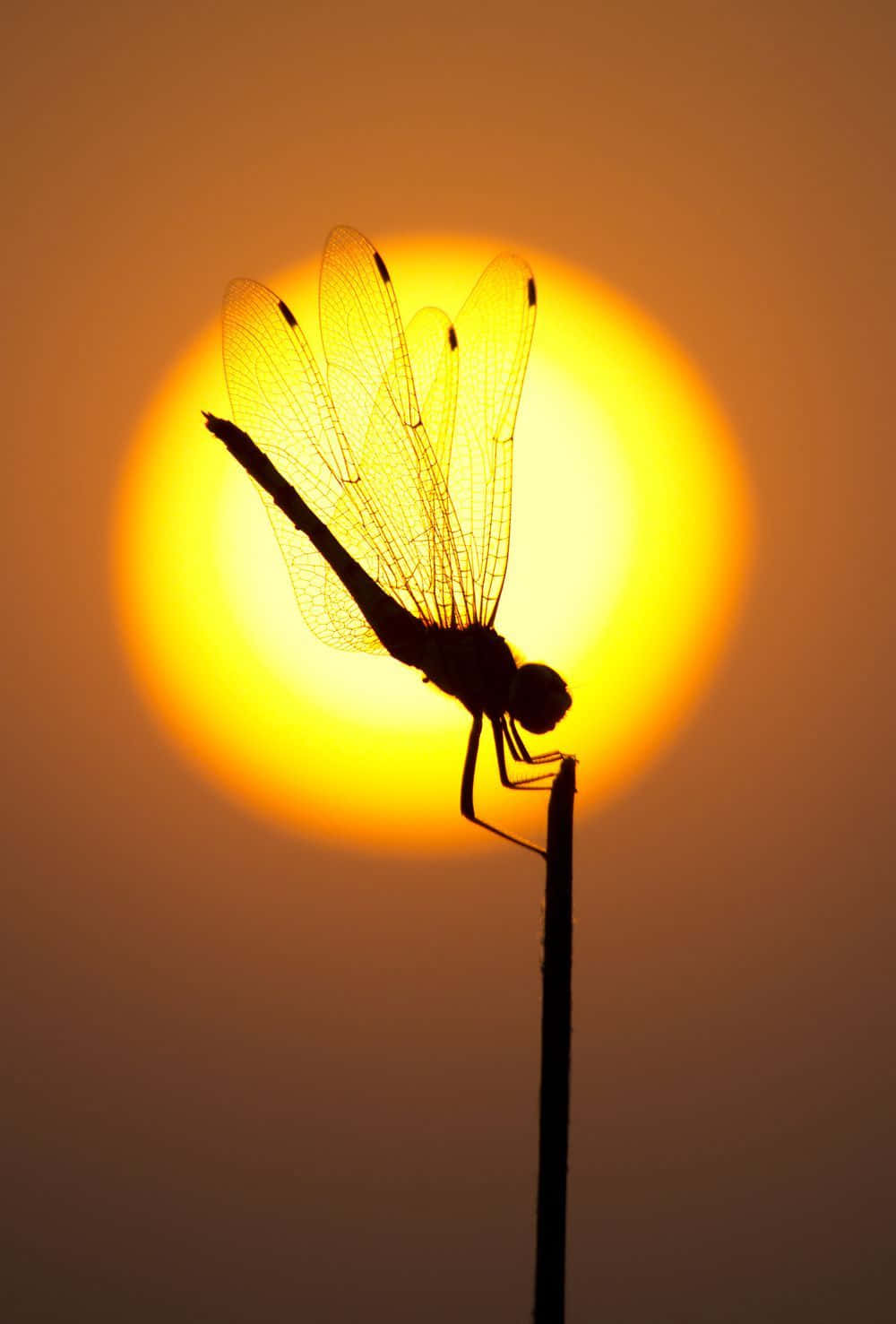 blue dragonfly, glowing orange sun, sunset, HD Phone Wallpaper